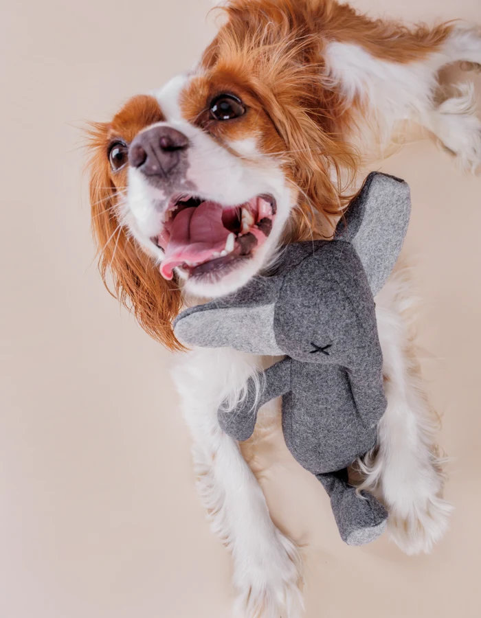 LILLABEL Hundespielzeug STEFAN ELEPHANT
