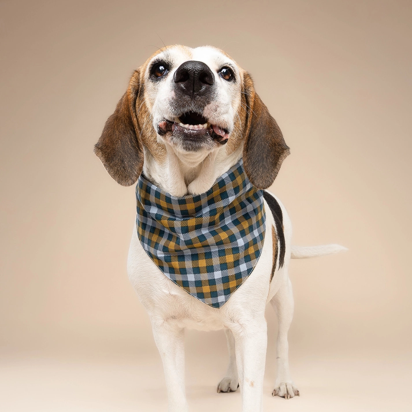 The Paws Hundehalstuch MAPLE S