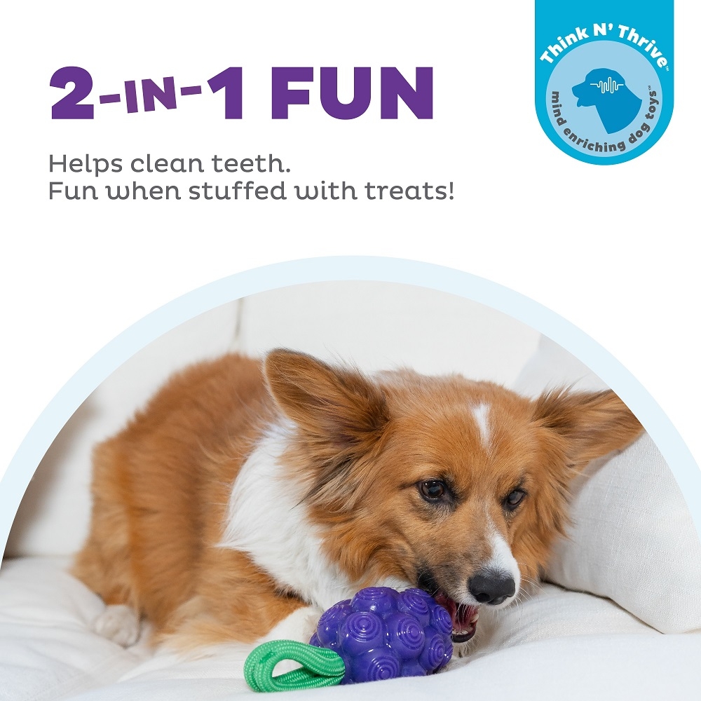 Planet Dog Hundespielzeug Dental Grapes Purple