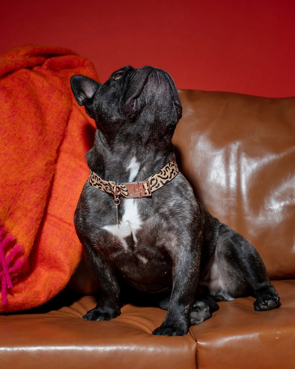 HOT DOGGIES® Halsband COCO NOIR Gr. XS