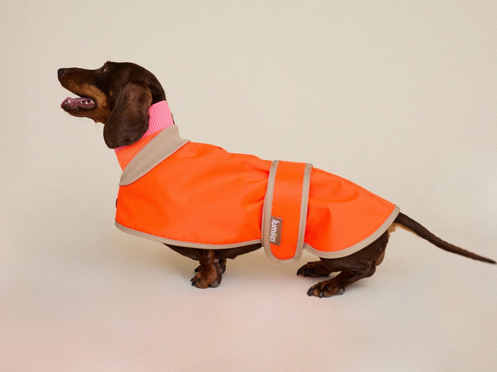 lumiies® Regenmantel THE GLOW RAINCOAT MINI-FIT Neon Tangerine Tiger für kleine Hunderassen & Dackel
