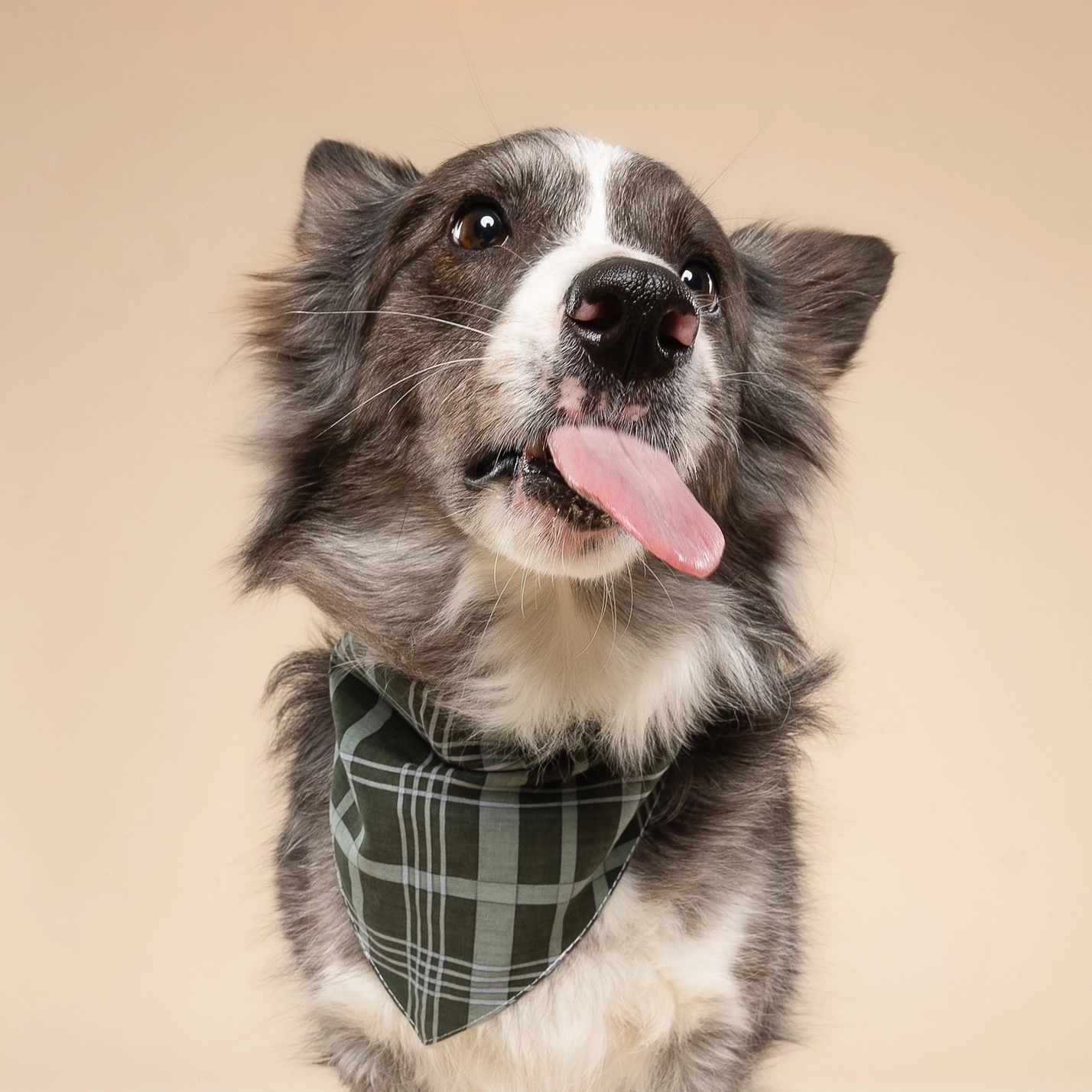Hundehalstuch PINE CHECKERED