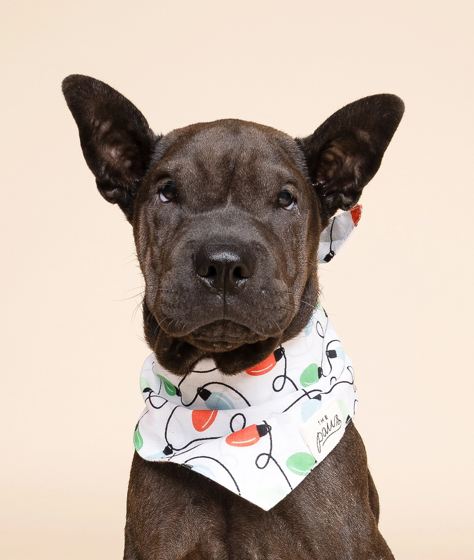 Hundehalstuch TWINKLE CHRISTMAS