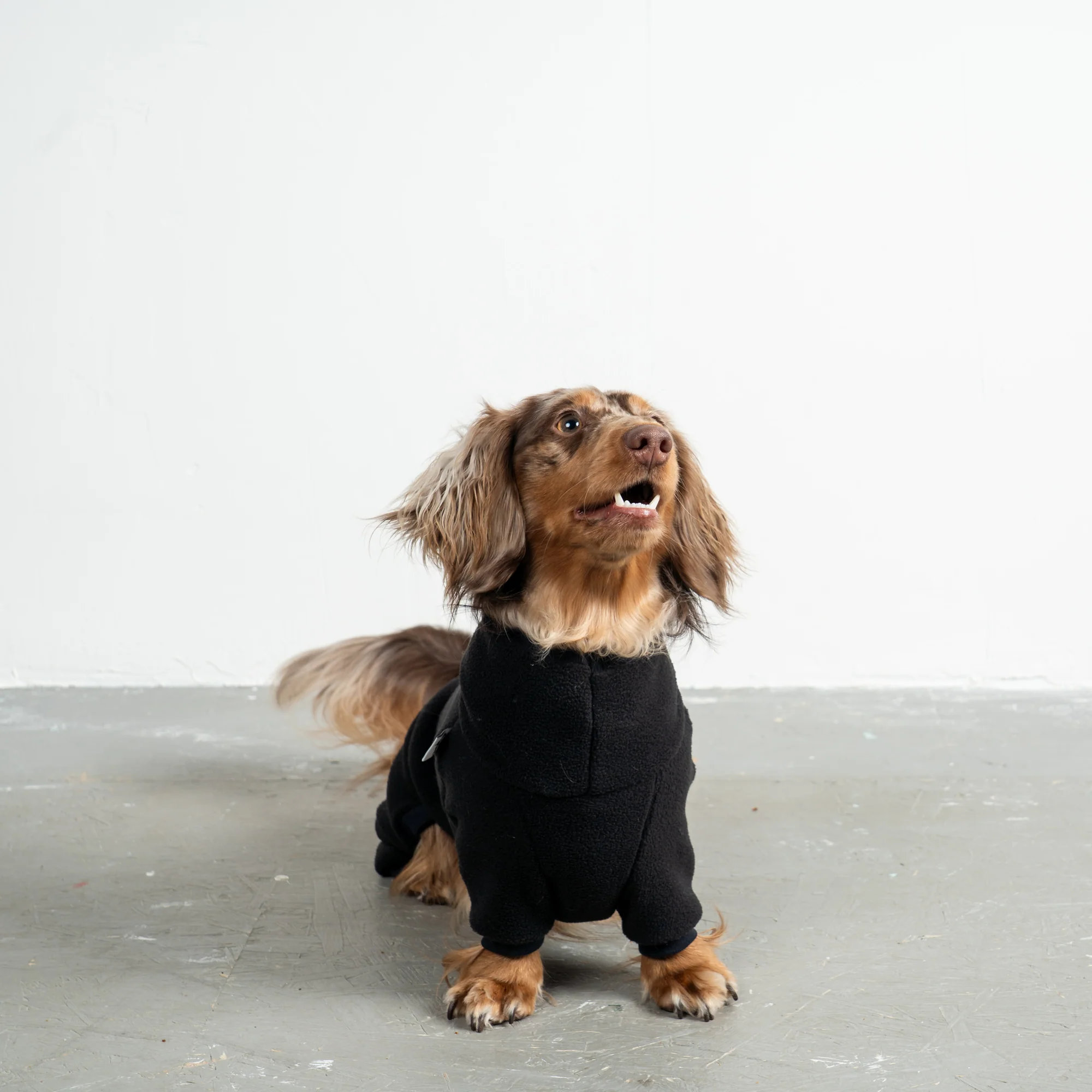 Karma Hund OVERALL Dackel Schwarz M