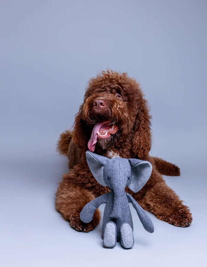 LILLABEL Hundespielzeug STEFAN ELEPHANT