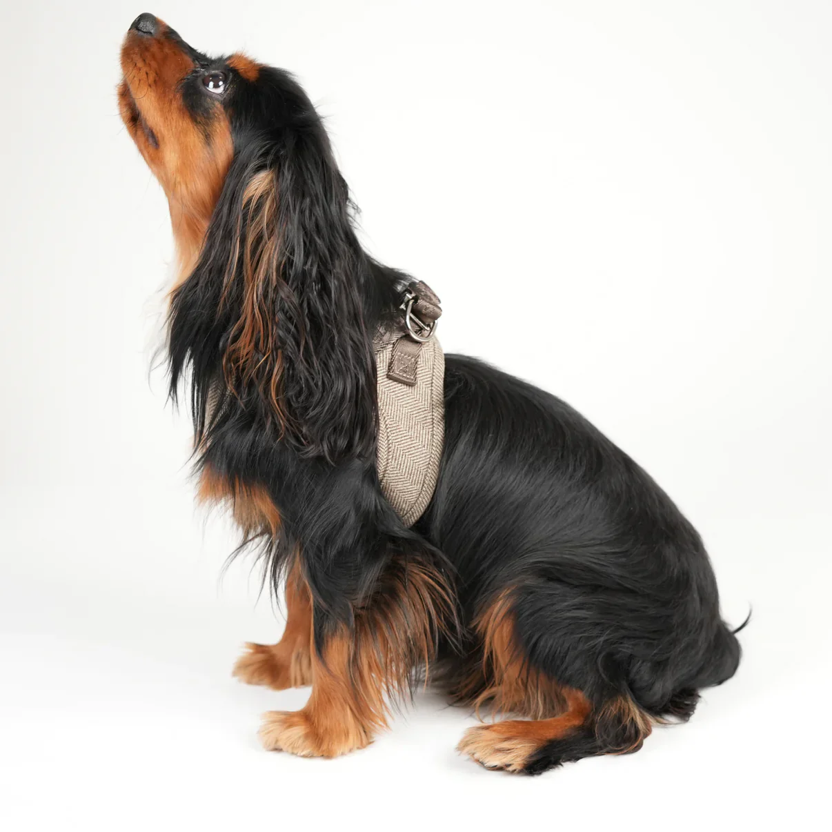 Step-In Hundegeschirr SAGA Mocca
