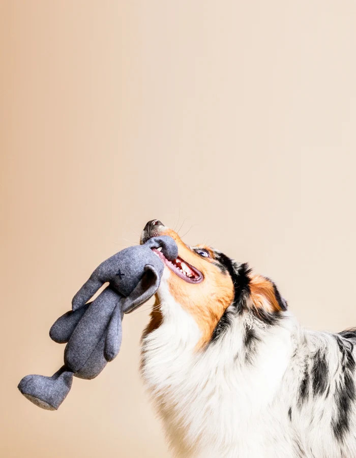 LILLABEL Hundespielzeug STEFAN ELEPHANT