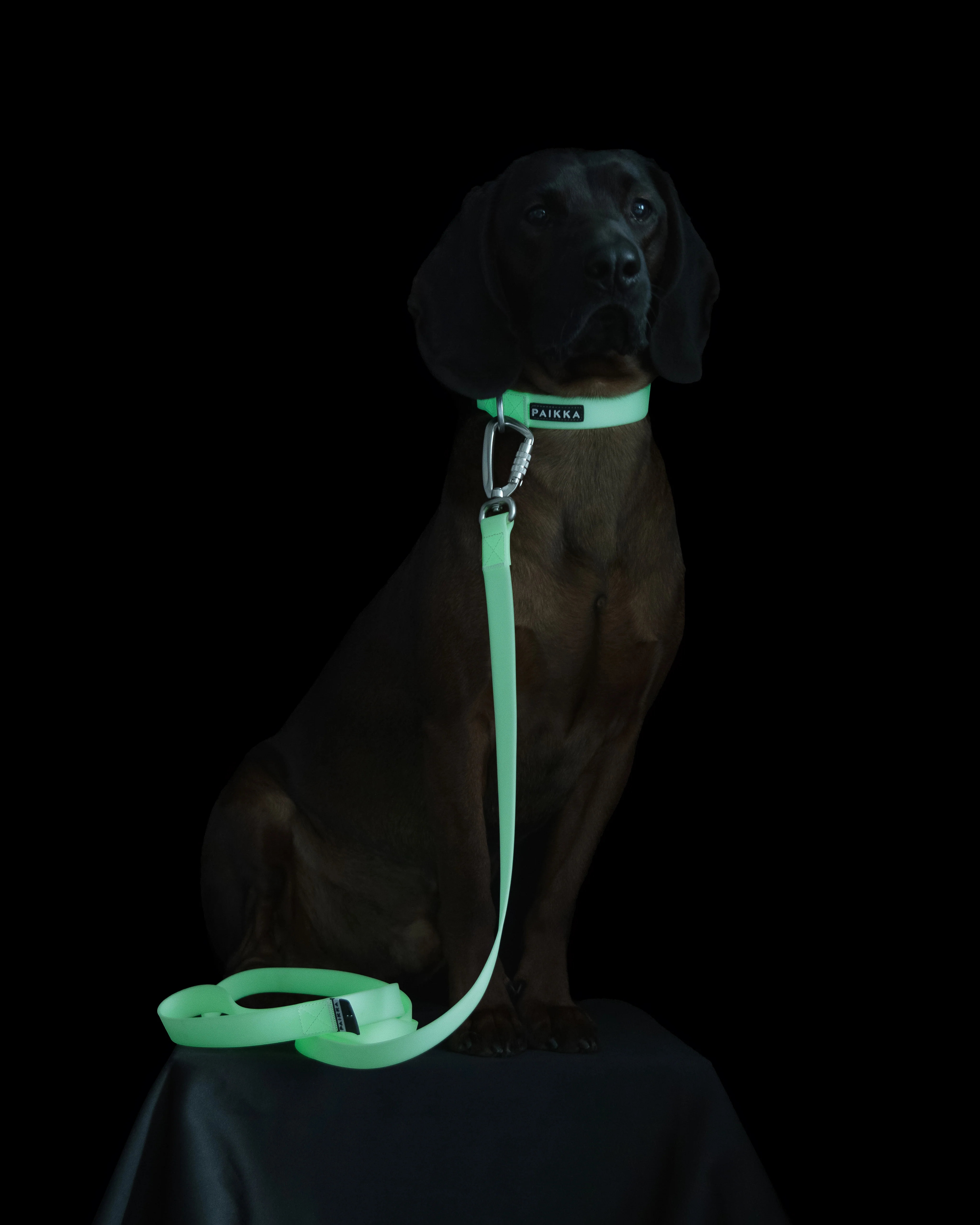 PAIKKA Glow Hundehalsband Rosa – nachleuchtend 1,5x23-30cm