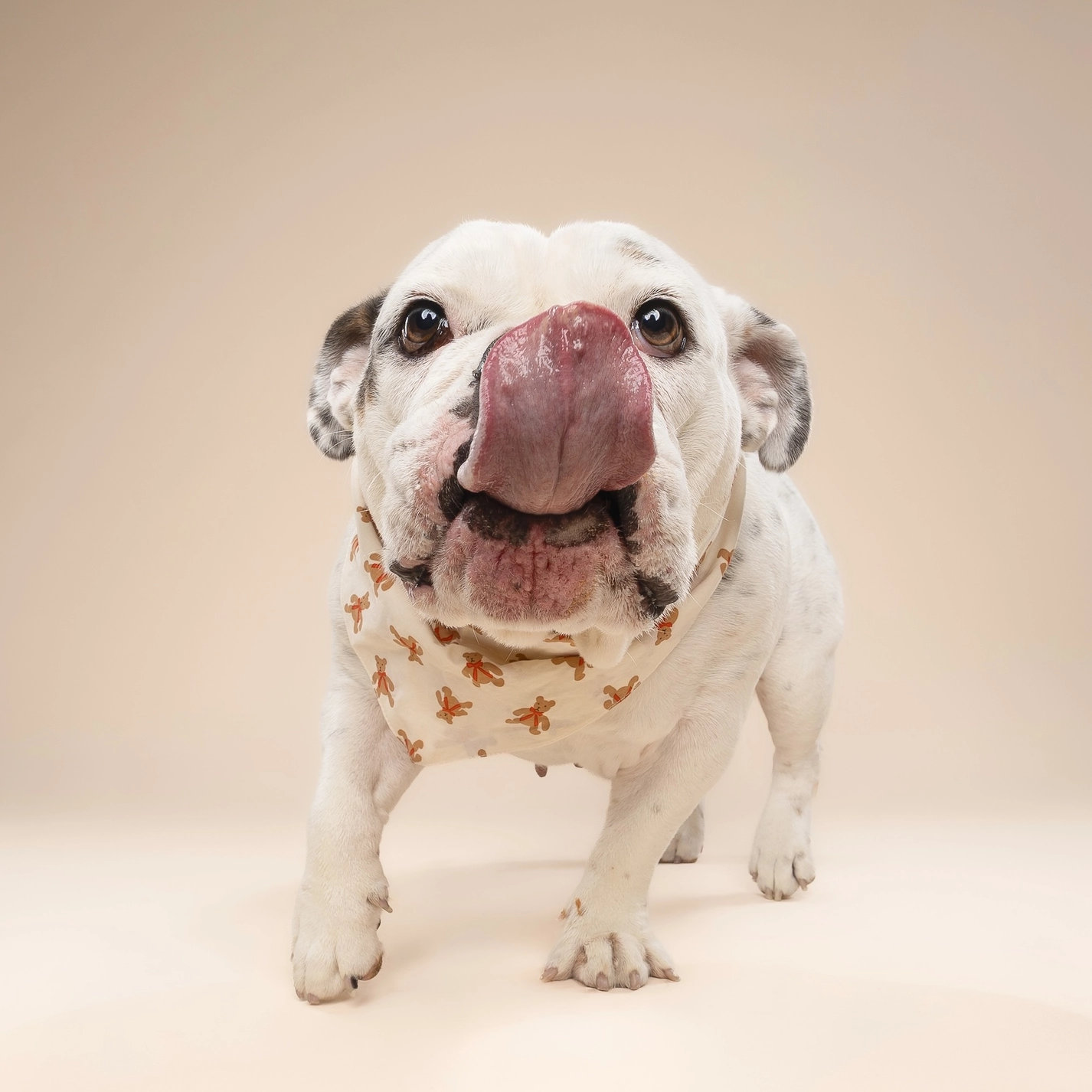 The Paws Hundehalstuch TEDDY S