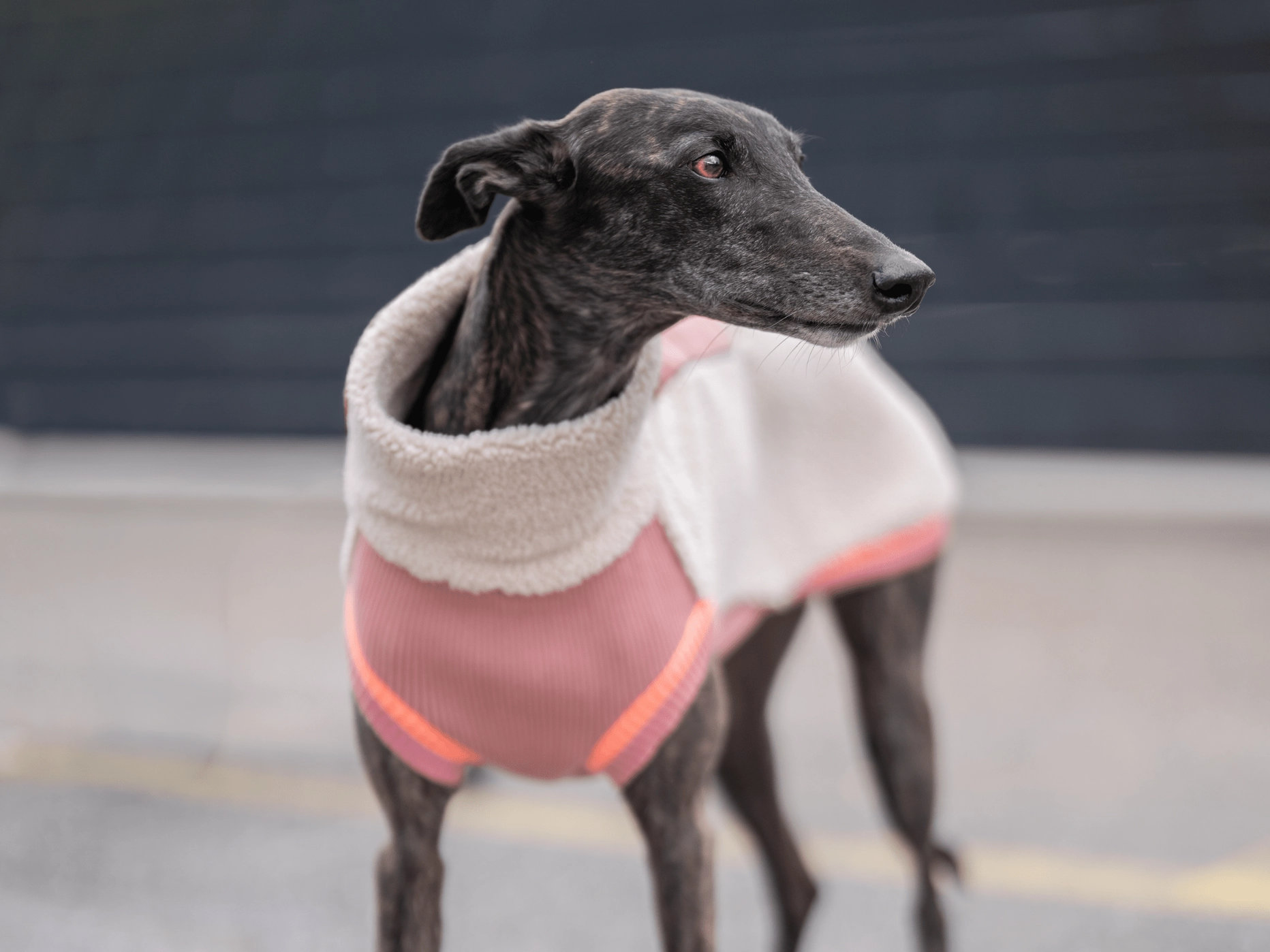 lumiies® THE SPORT RACER PULLOVER Royal Rosewood – warmer Sherpa Hundepullover Gr. 7