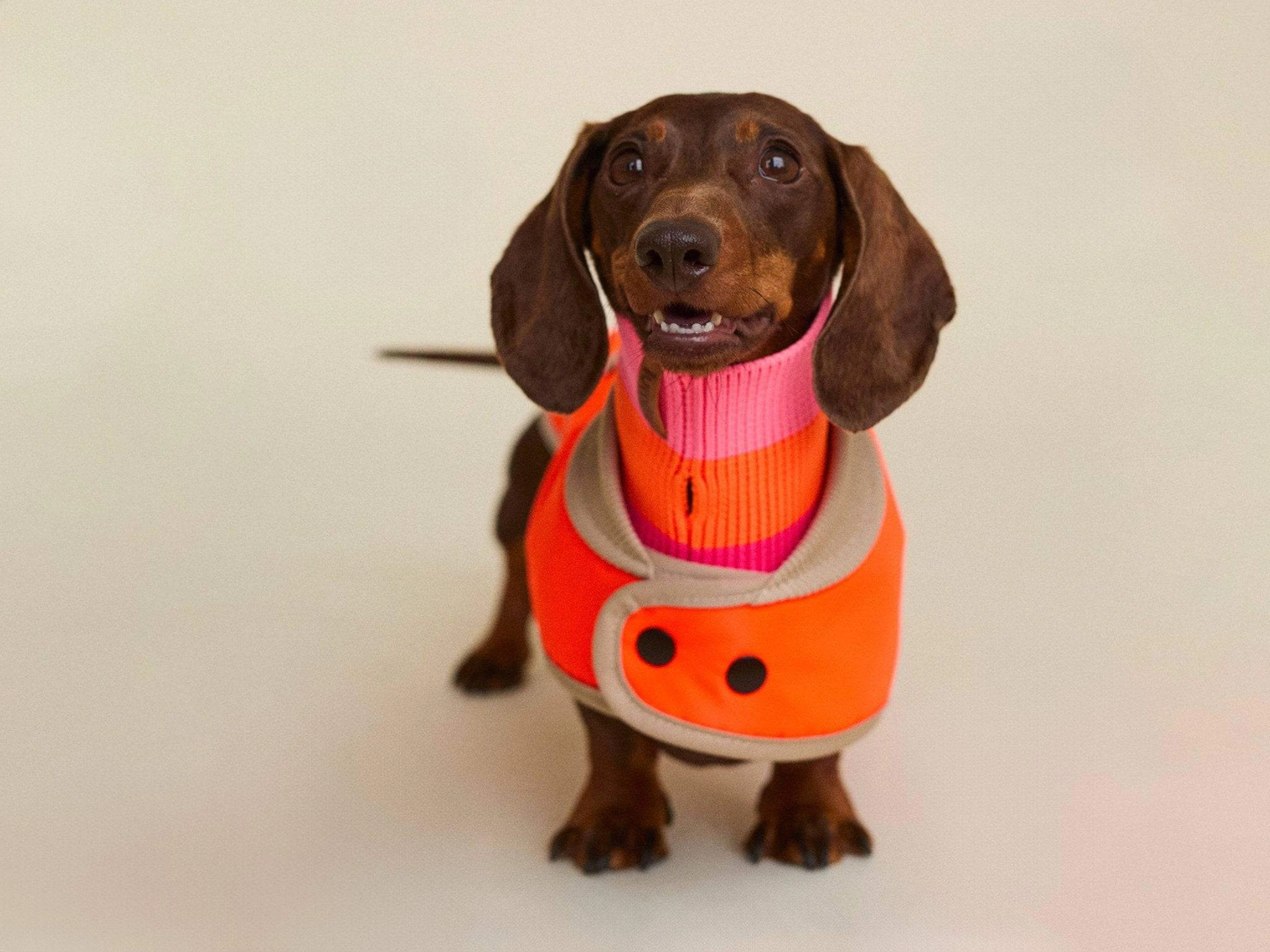 lumiies® Regenmantel THE GLOW RAINCOAT MINI-FIT Neon Tangerine Tiger für kleine Hunderassen & Dackel