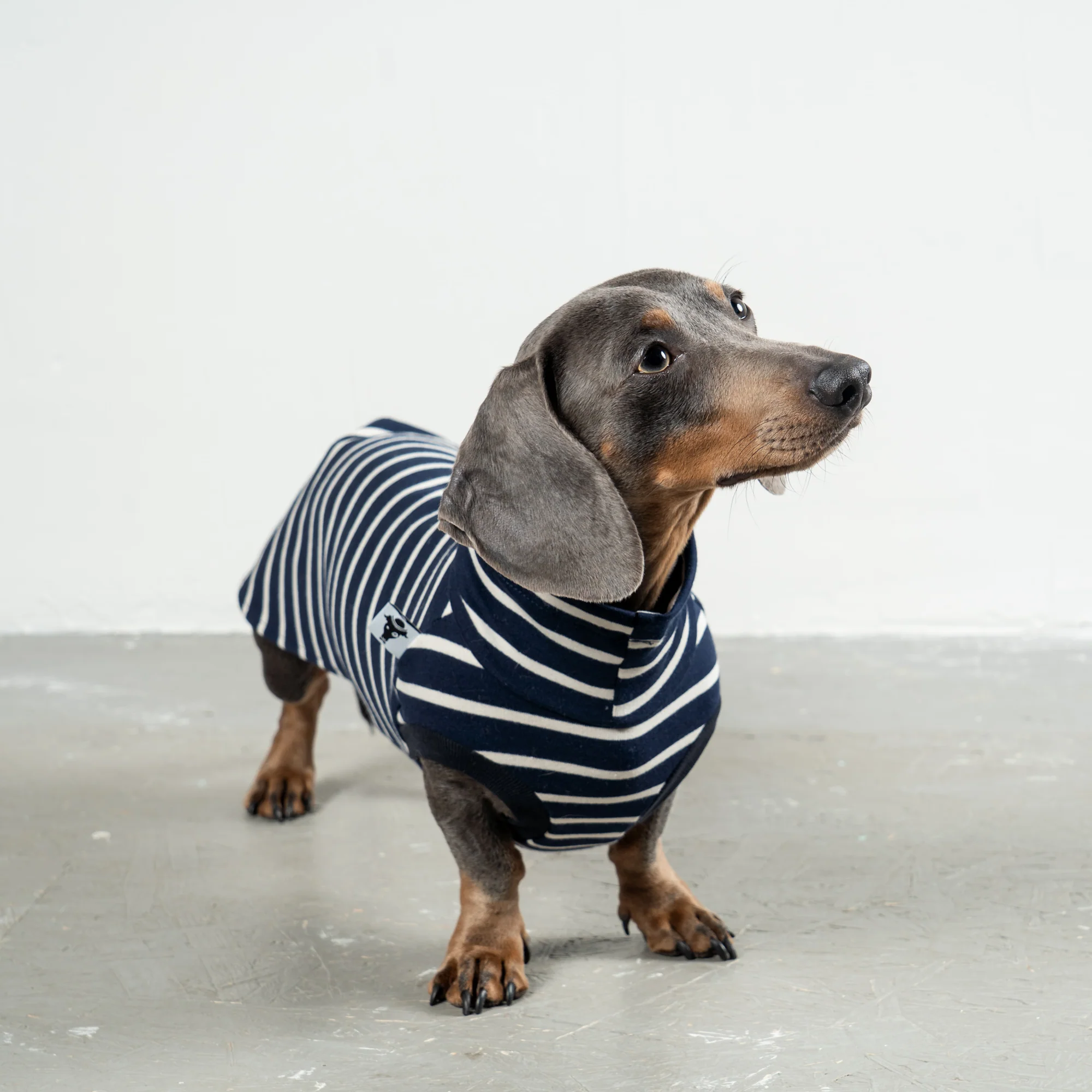 Karma Hund COTTON SHIRT Dackel Dunkelblau gestreift