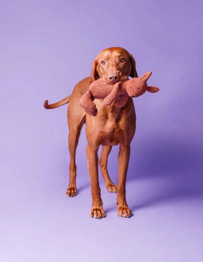  Hundespielzeug LEA EICHHÖRNCHEN
