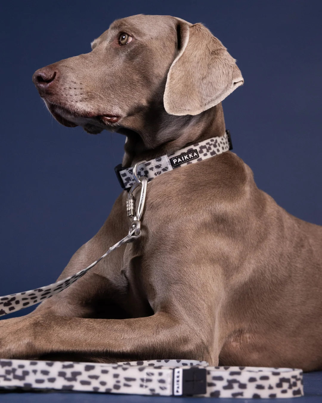 PAIKKA Glow Hundehalsband 2.0 Leo – nachleuchtend 1,5x23-30cm