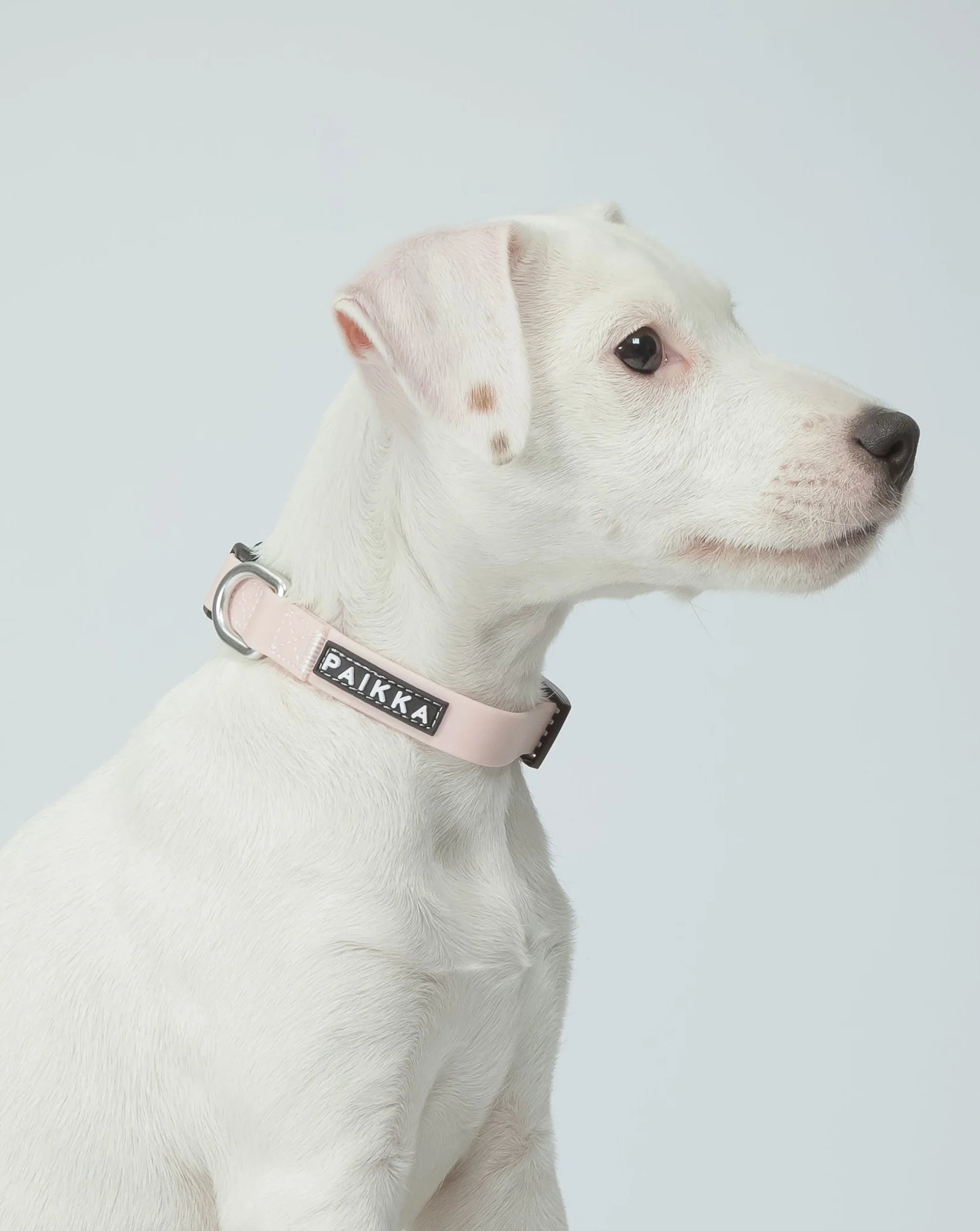 PAIKKA Glow Hundehalsband Rosa – nachleuchtend 1,5x23-30cm