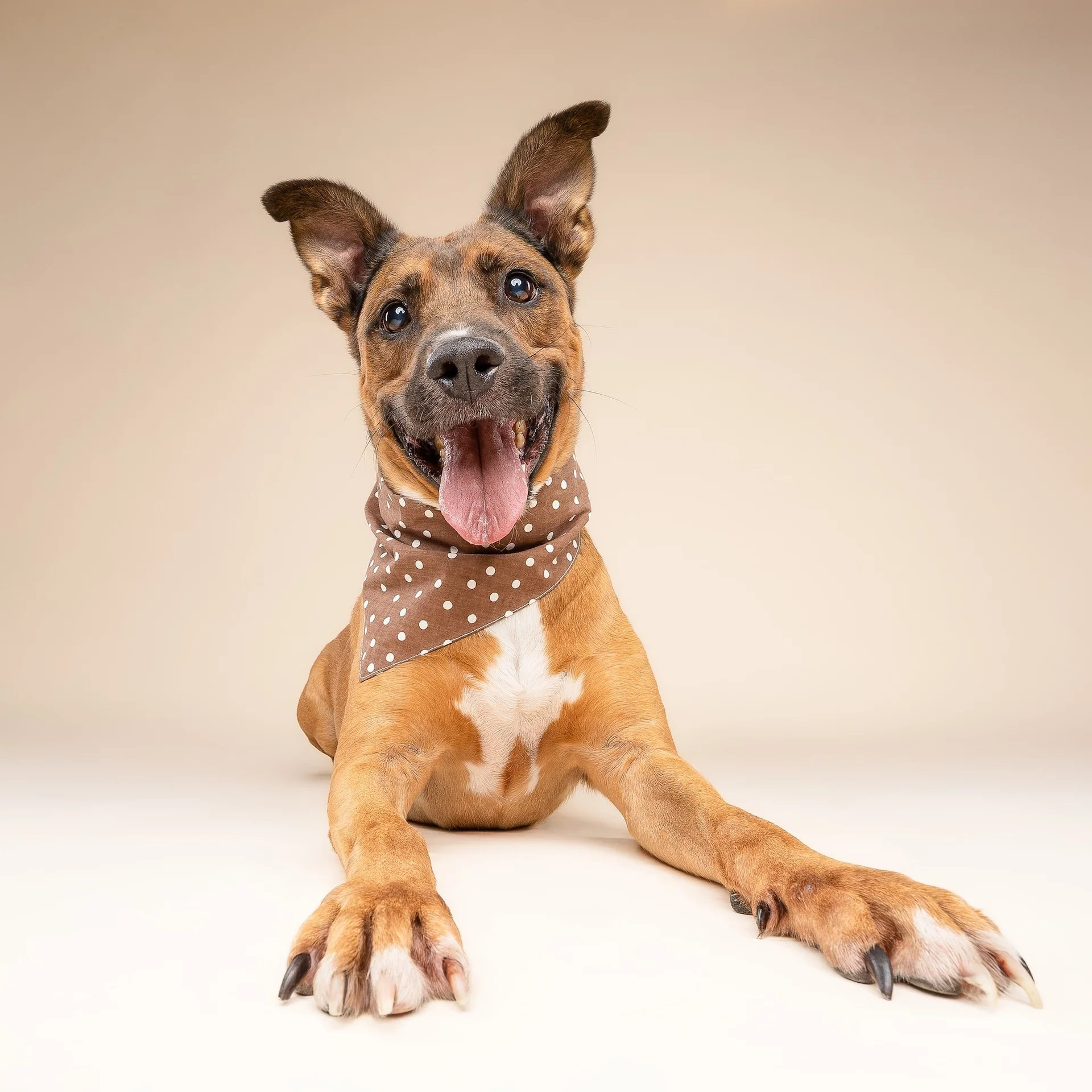 Hundehalstuch CHOCOLATE S