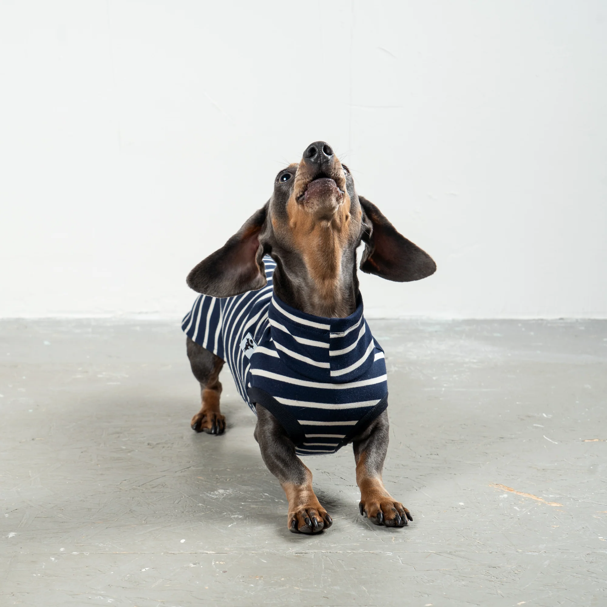 Karma Hund COTTON SHIRT Dackel Dunkelblau gestreift