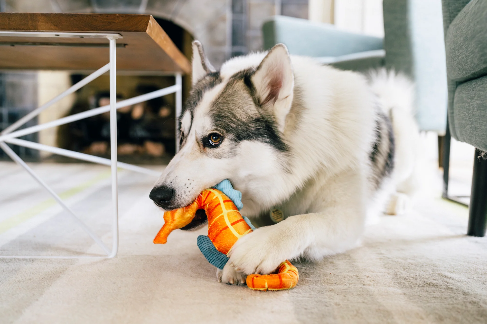 Hundespielzeug Ocean Buddies SEAHORSE Seepferdchen