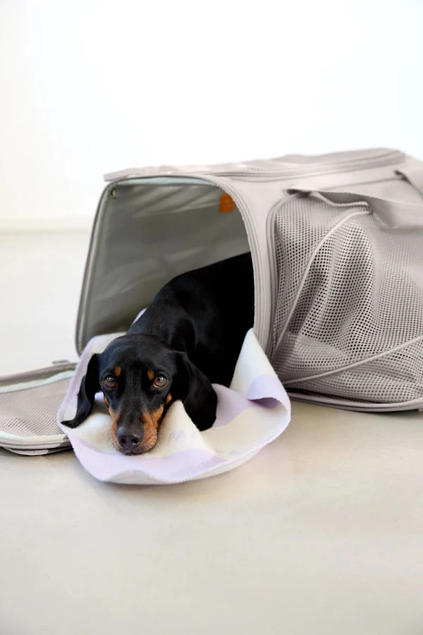 Hundetasche BENNO taupe
