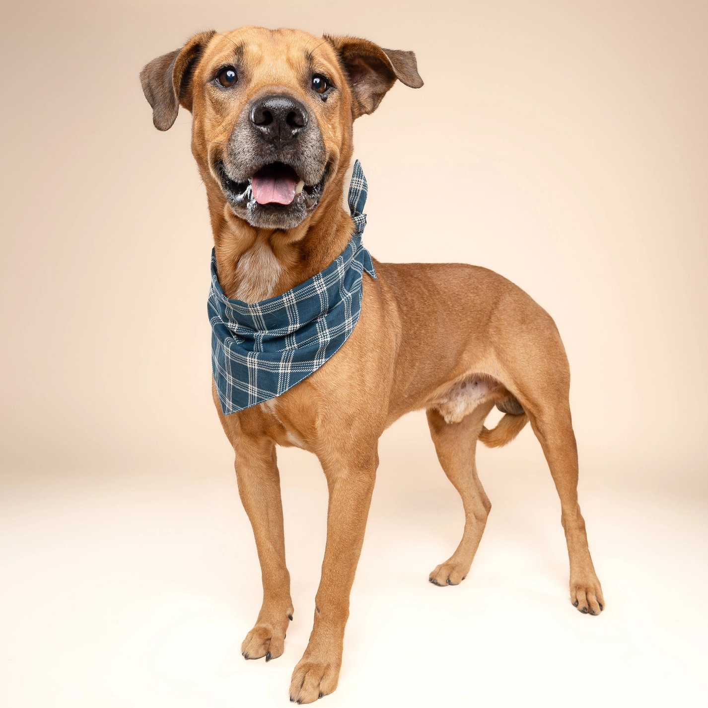 The Paws Hundehalstuch SLATE S