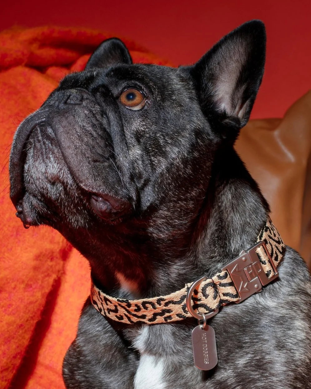 HOT DOGGIES® Halsband COCO NOIR Gr. XS