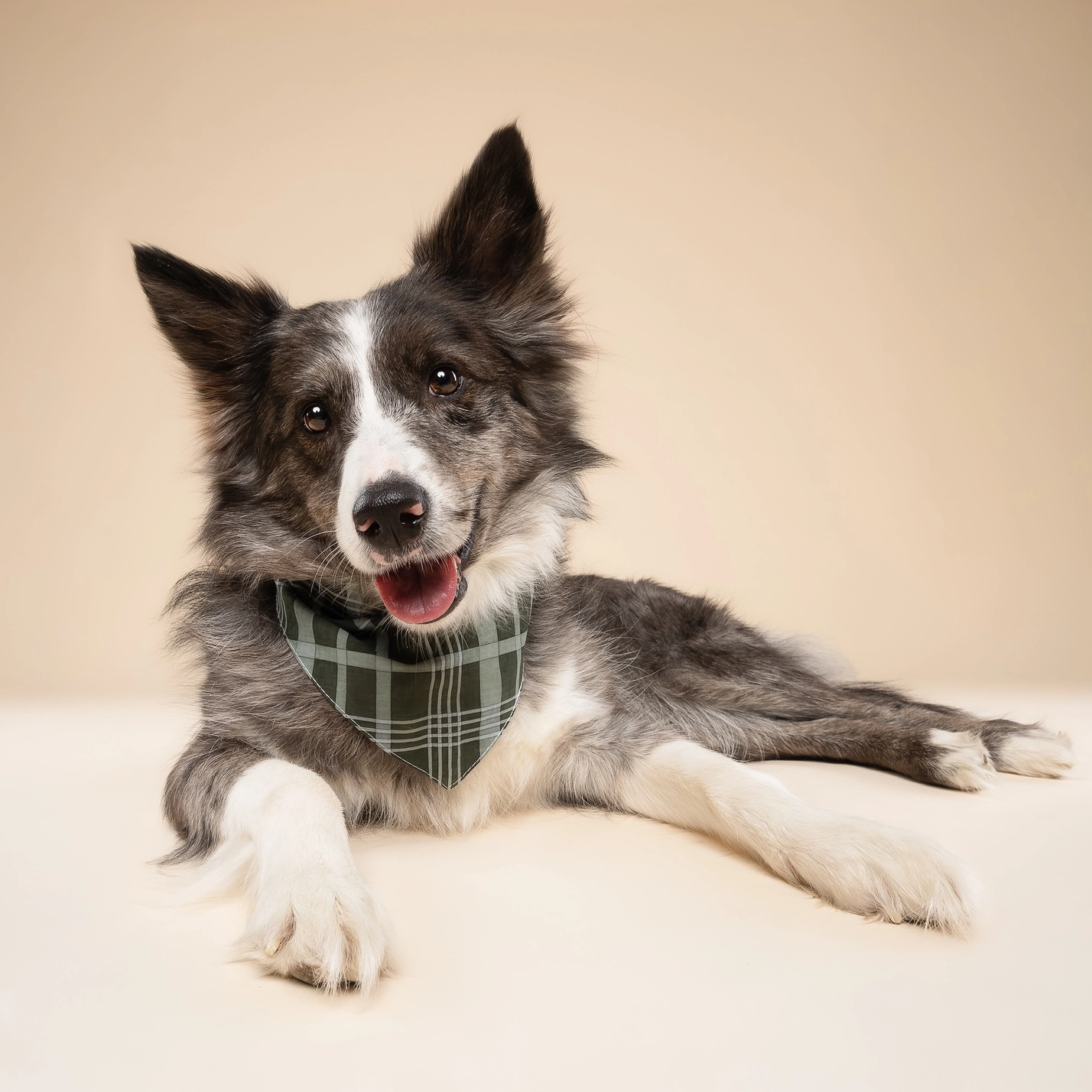 Hundehalstuch PINE CHECKERED