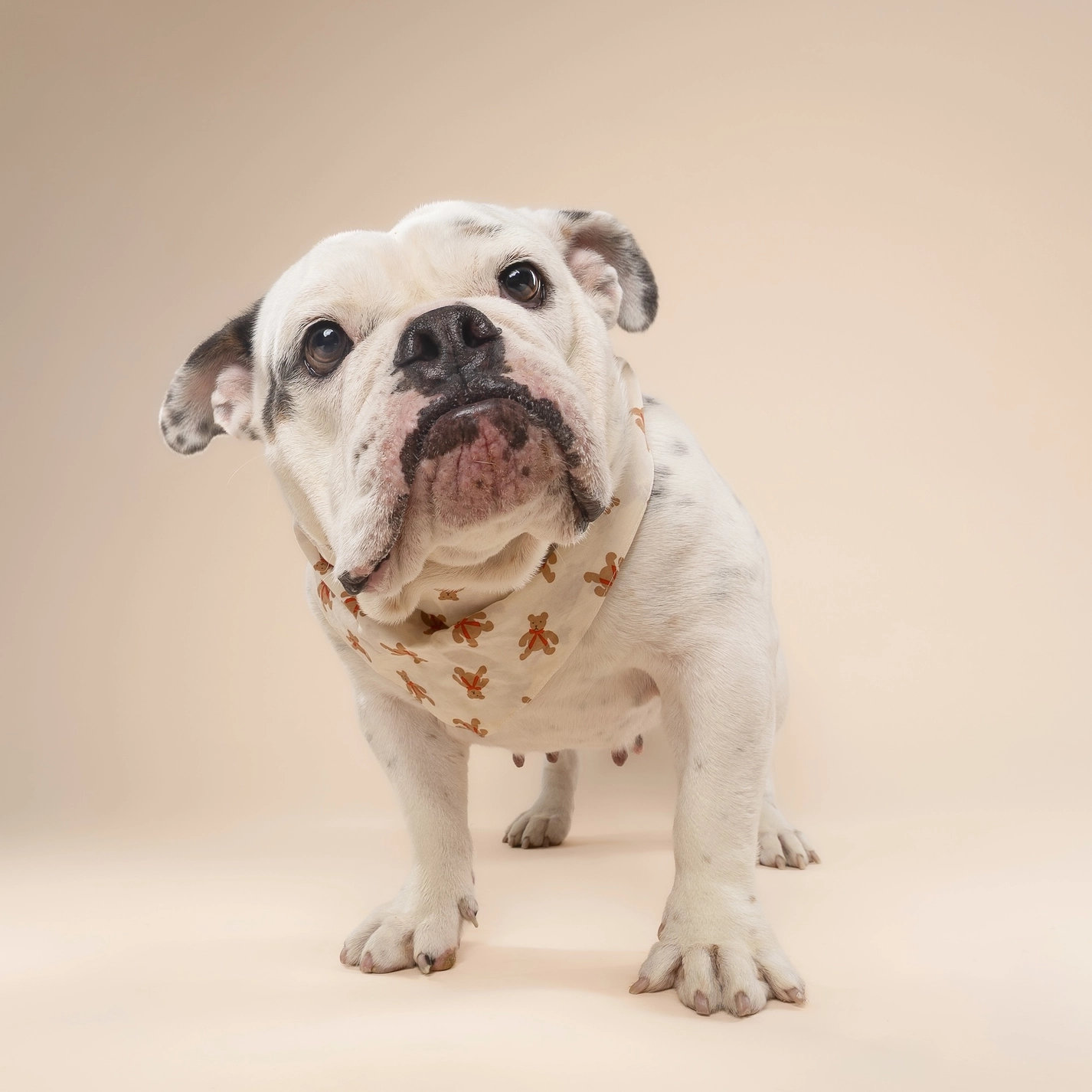 The Paws Hundehalstuch TEDDY S