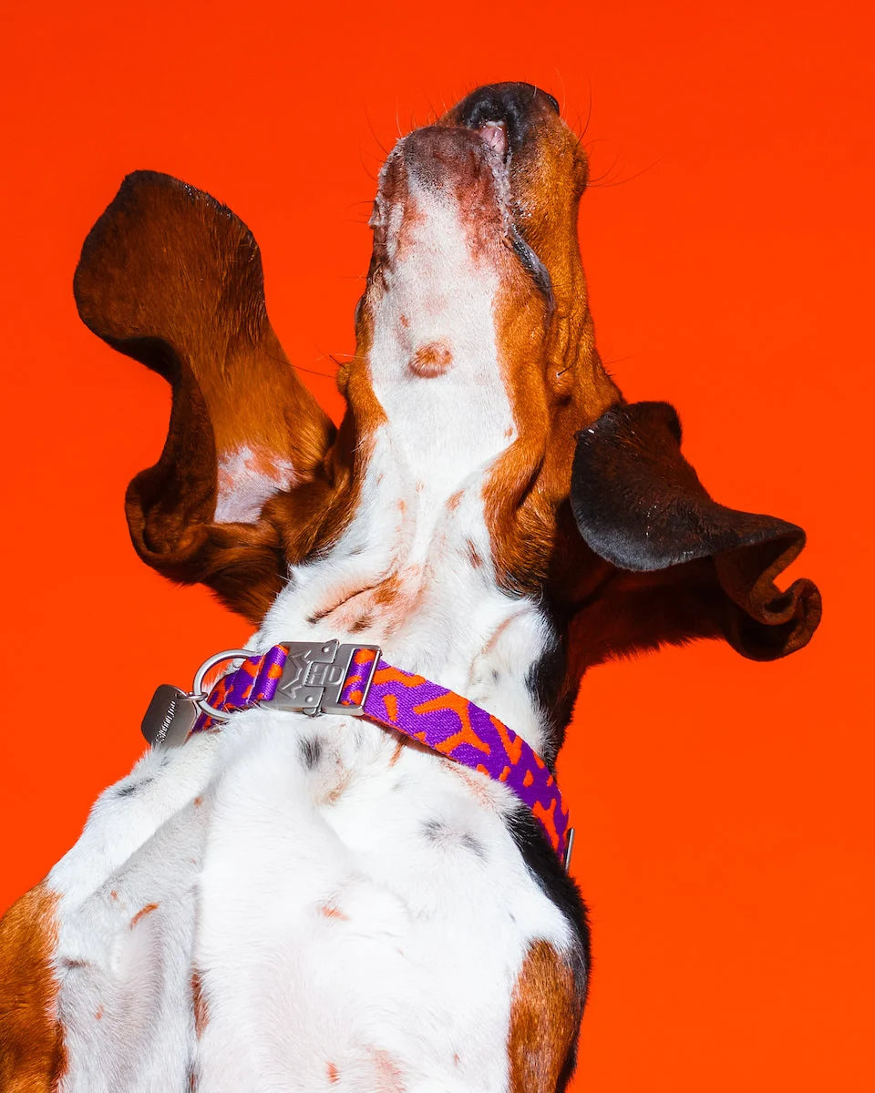 HOT DOGGIES® Halsband POPPY SUNRISE Gr. S