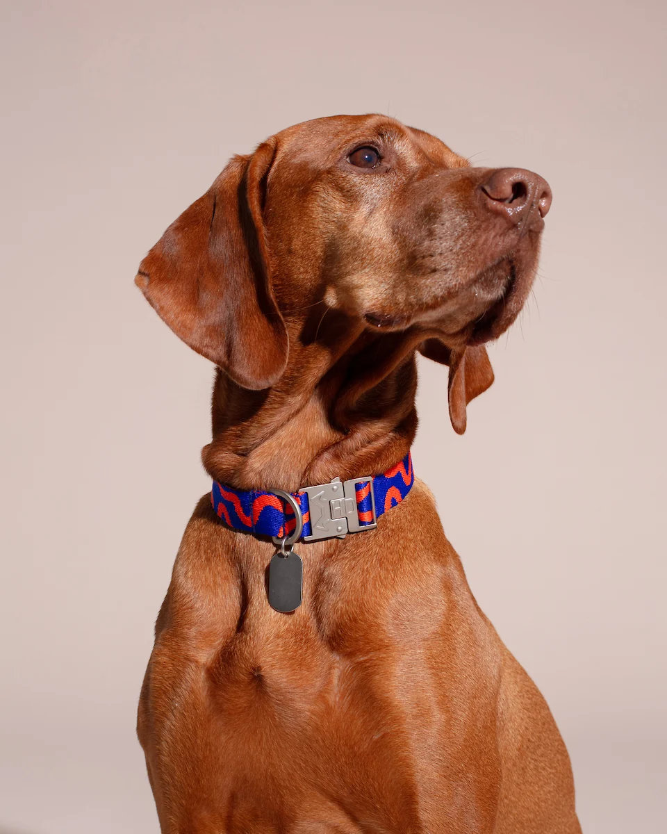 HOT DOGGIES® Halsband ROCKY ELECTRIC Gr. XS