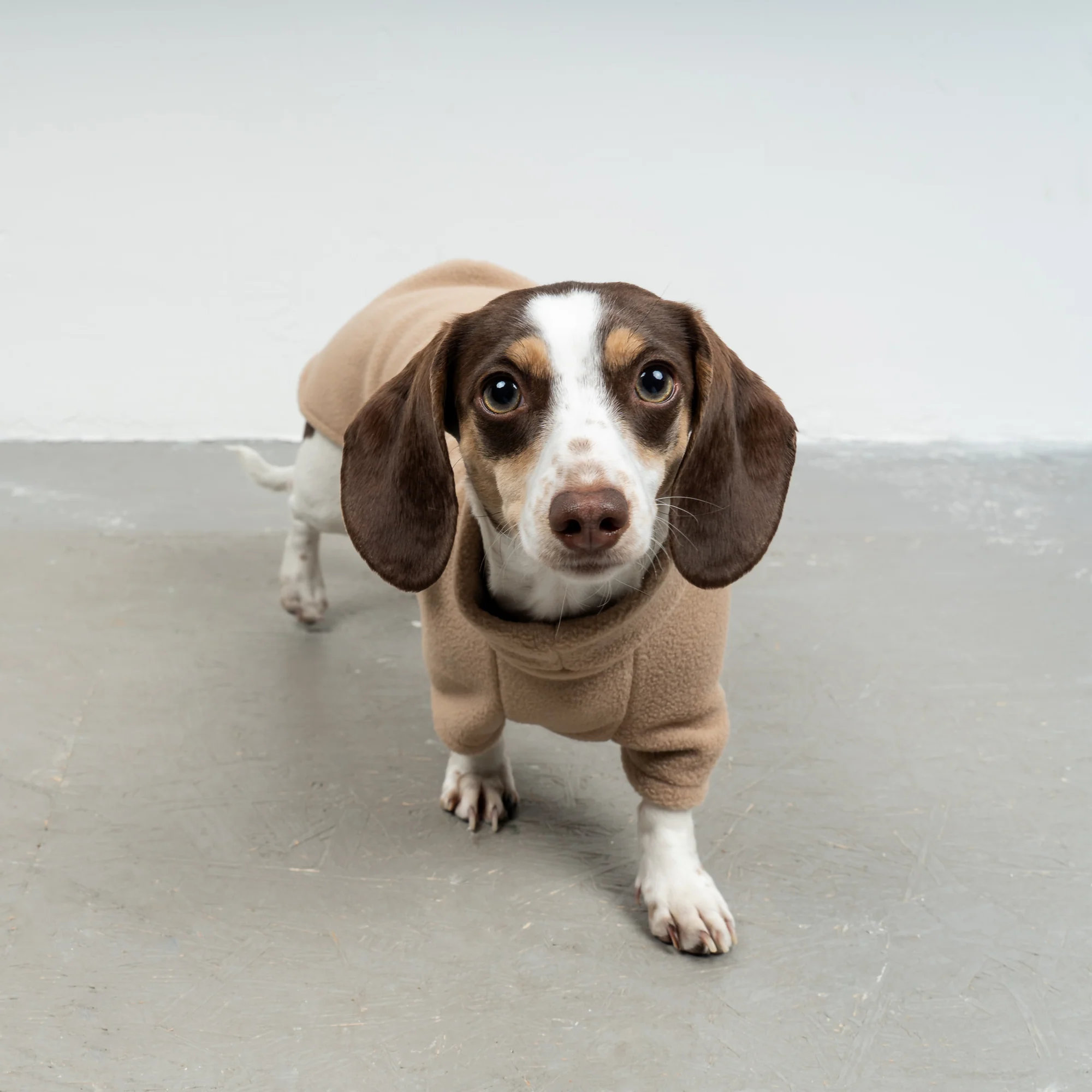 Karma Hund Pullover Dackel Sand Beige