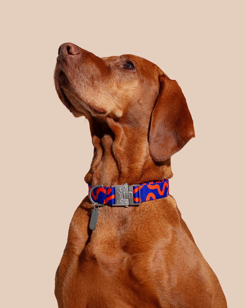 HOT DOGGIES® Halsband ROCKY ELECTRIC Gr. XS