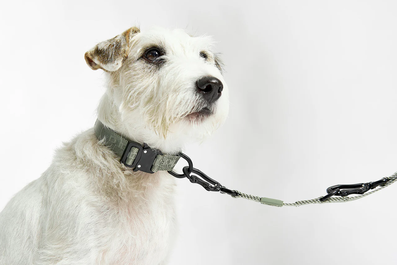 MiaCara MODENA Hundehalsband Grolive
