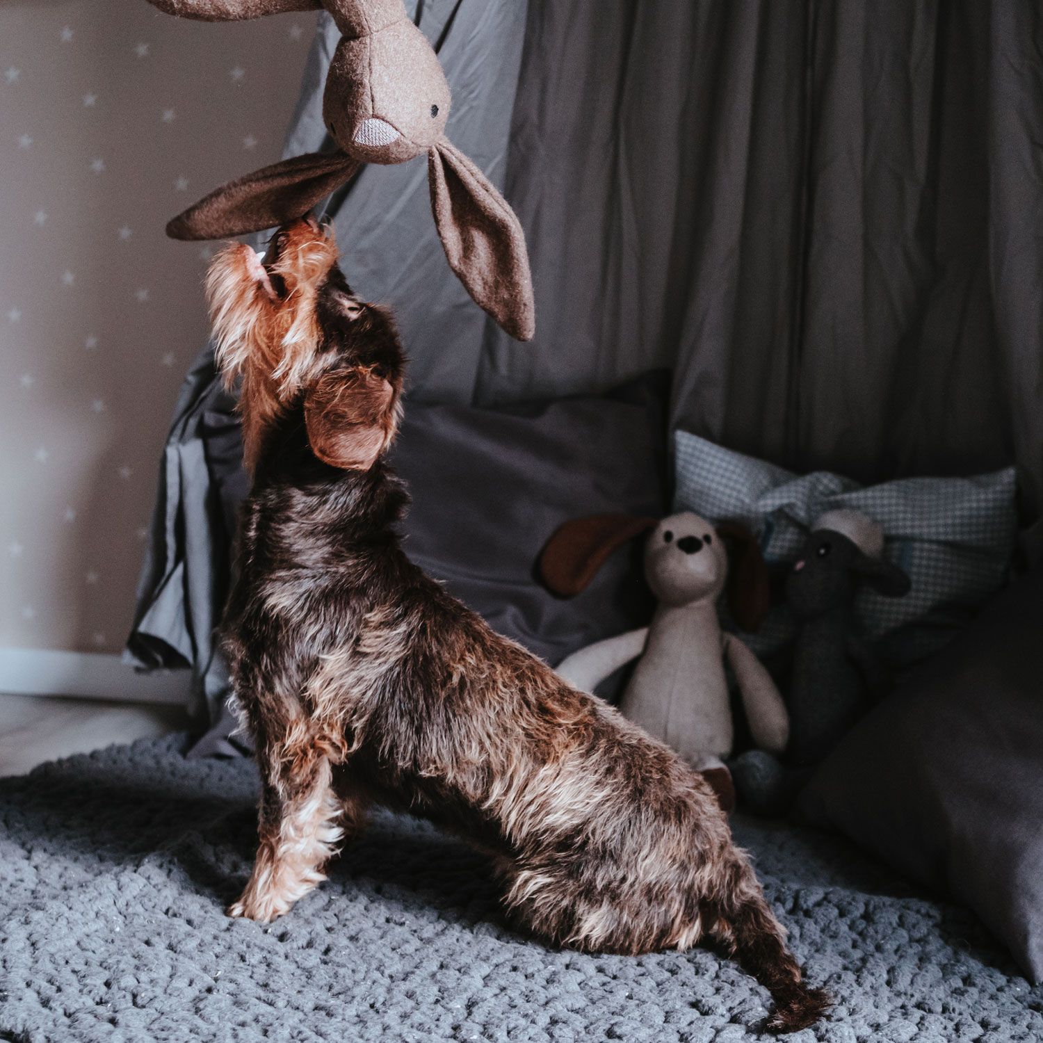 Hundespielzeug MARLE HASE