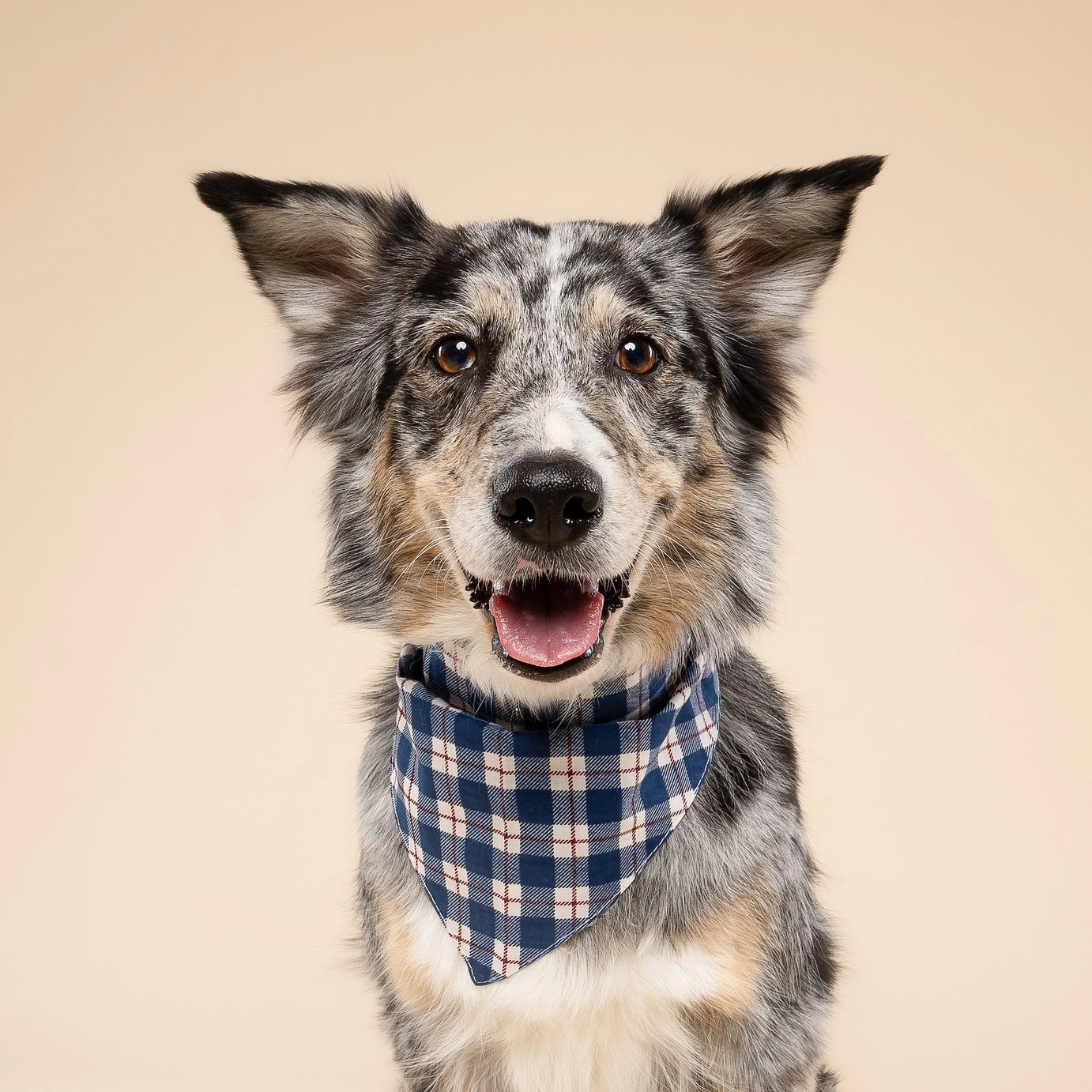 The Paws Hundehalstuch APRES PLAID S