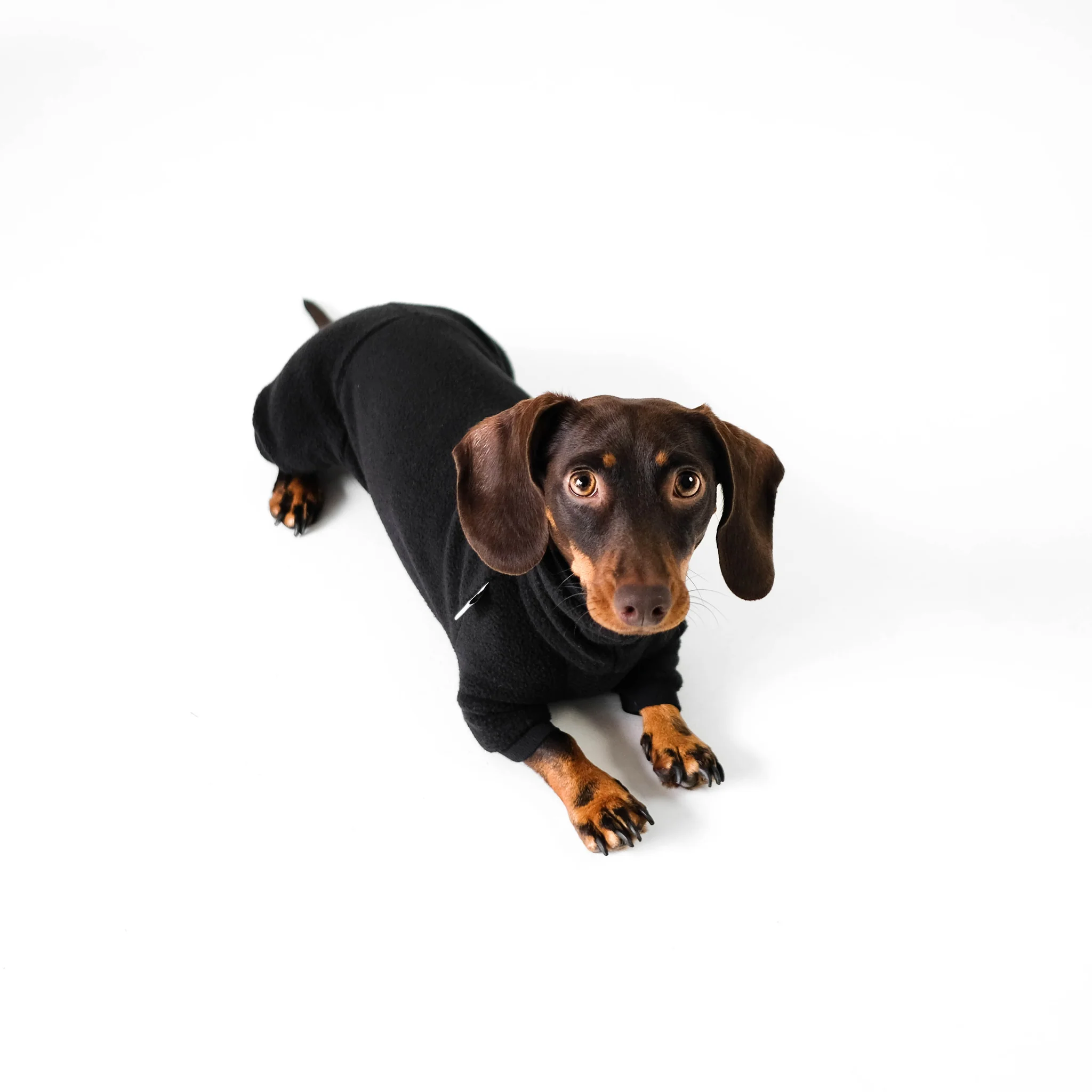 Overall Dackel Schwarz