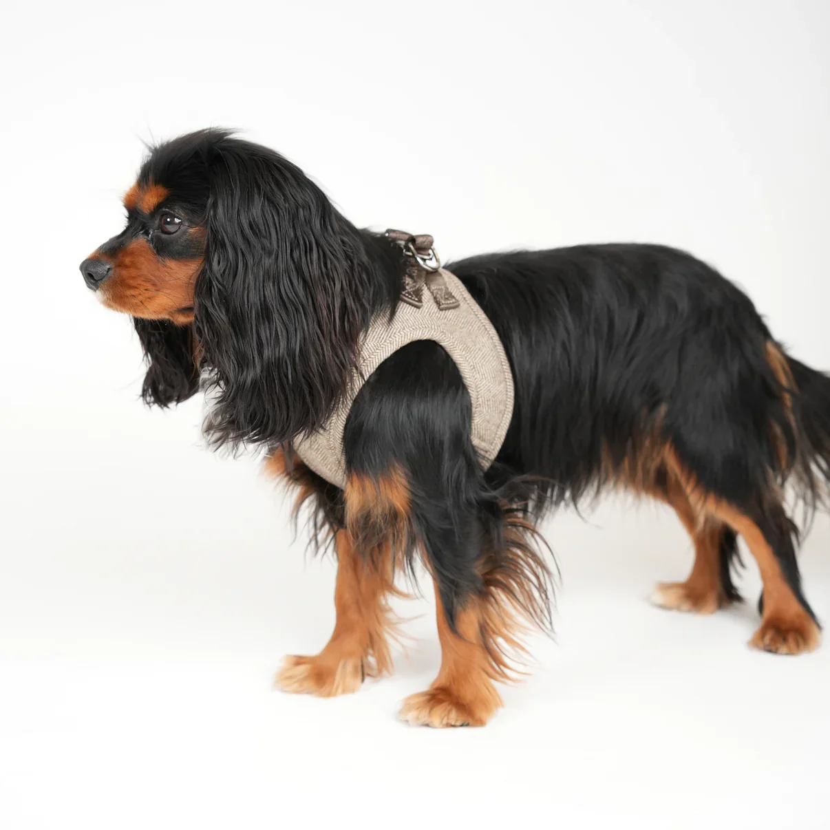 Step-In Hundegeschirr SAGA Mocca