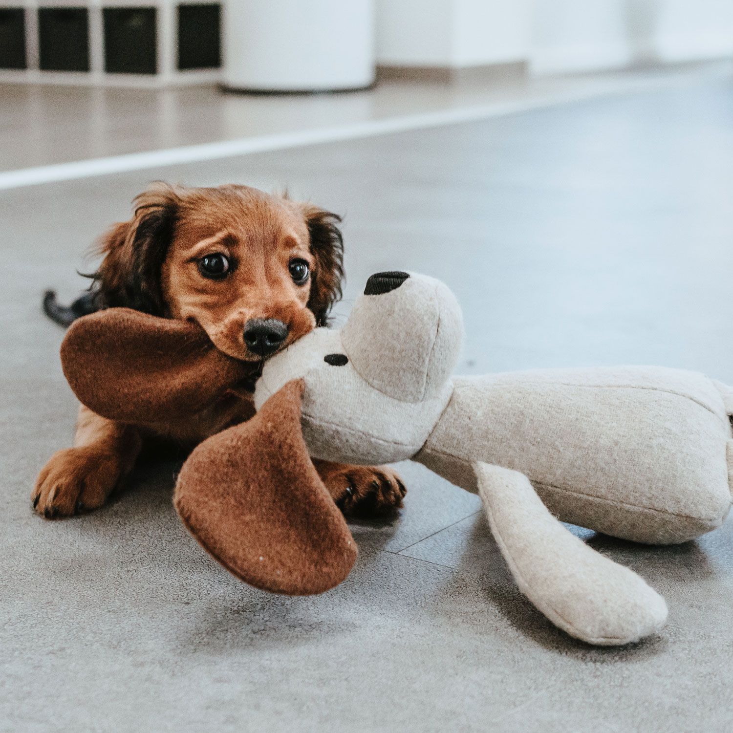 Hundespielzeug MARLE HUND