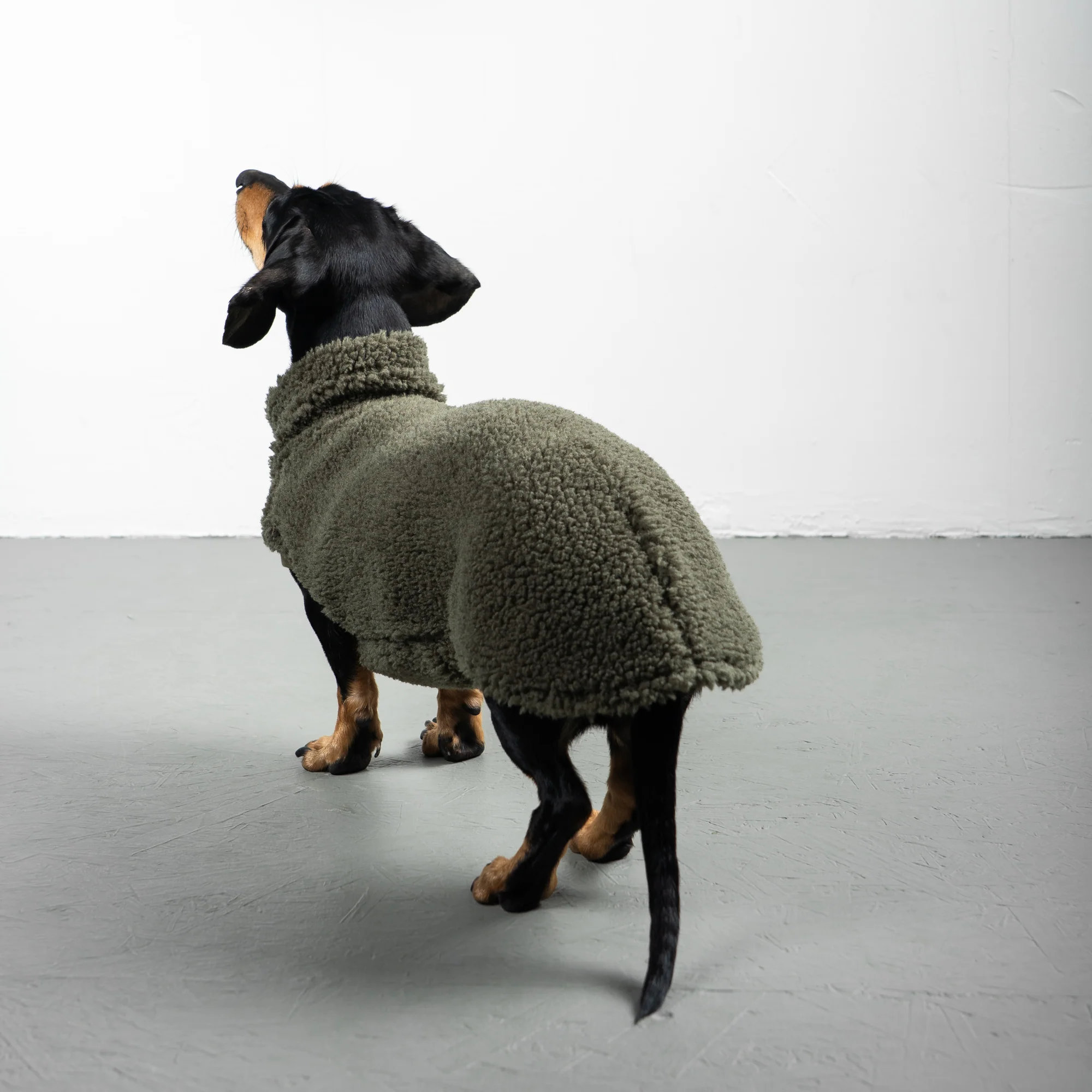 Karma Hund TEDDY SHIRT Dackel Olivgrün