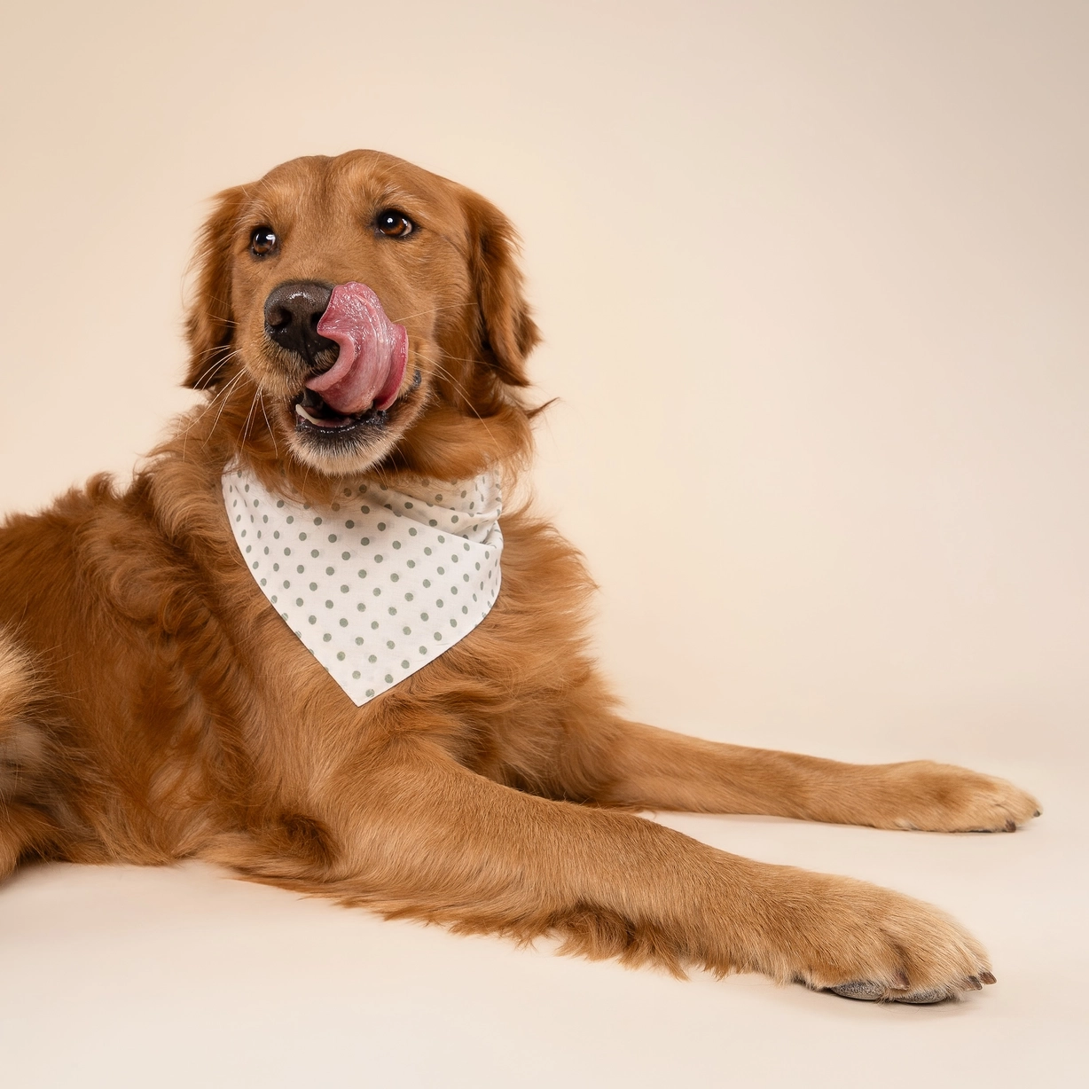 Hundehalstuch POLKA DOTS Green