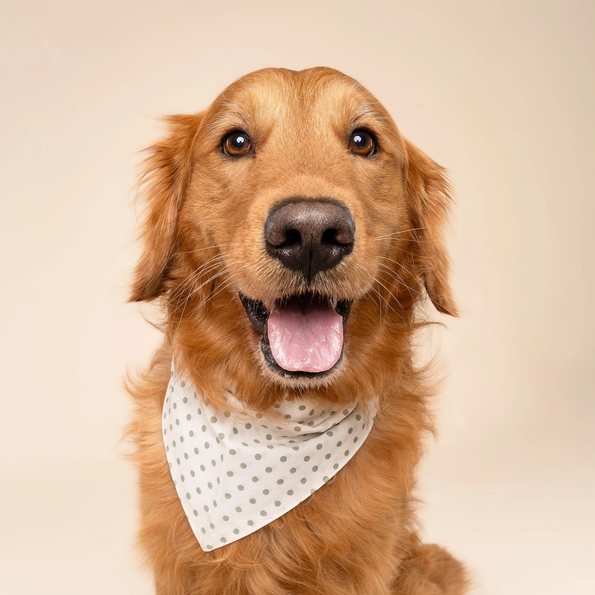 Hundehalstuch POLKA DOTS Green