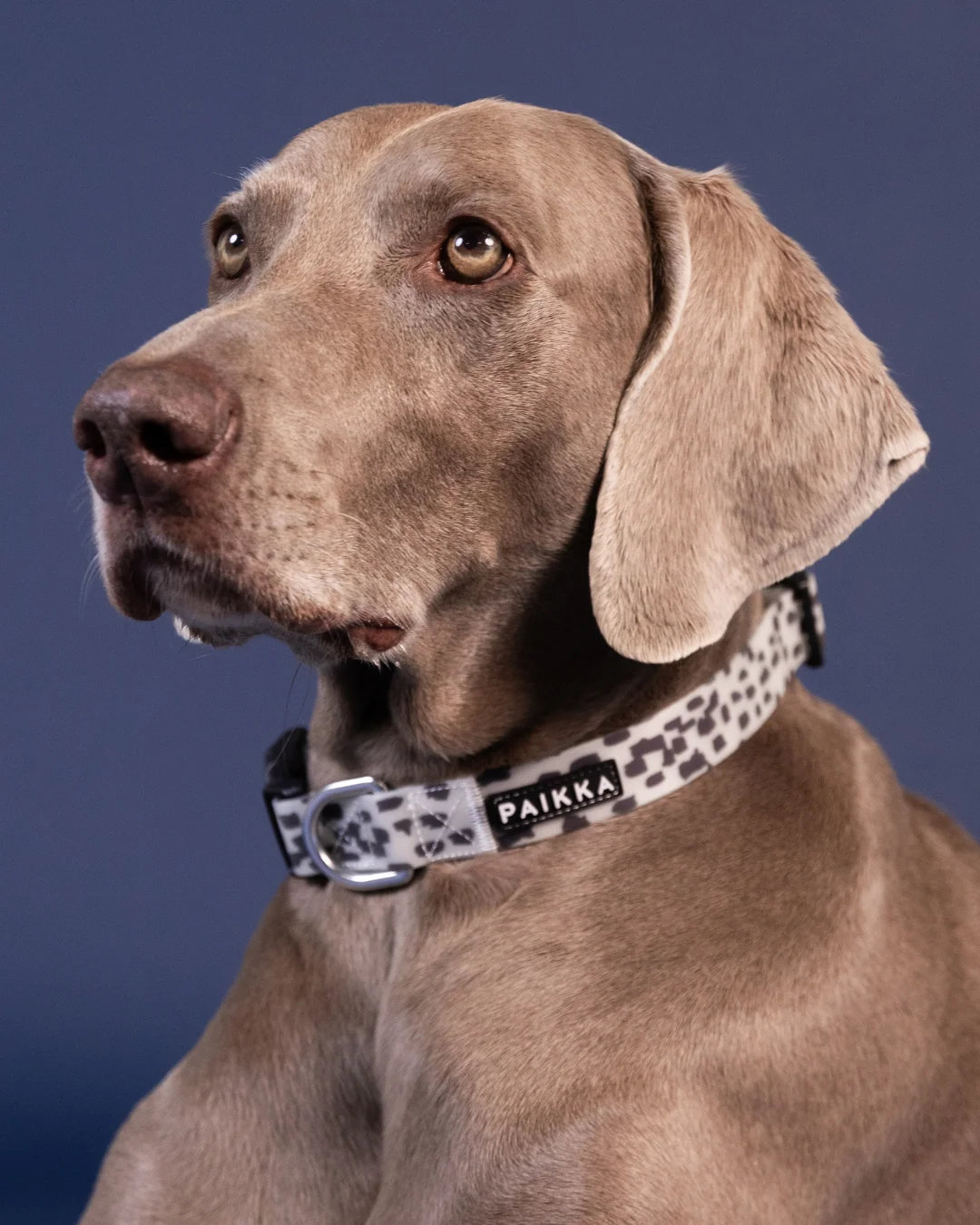 PAIKKA Glow Hundehalsband 2.0 Leo – nachleuchtend 1,5x23-30cm