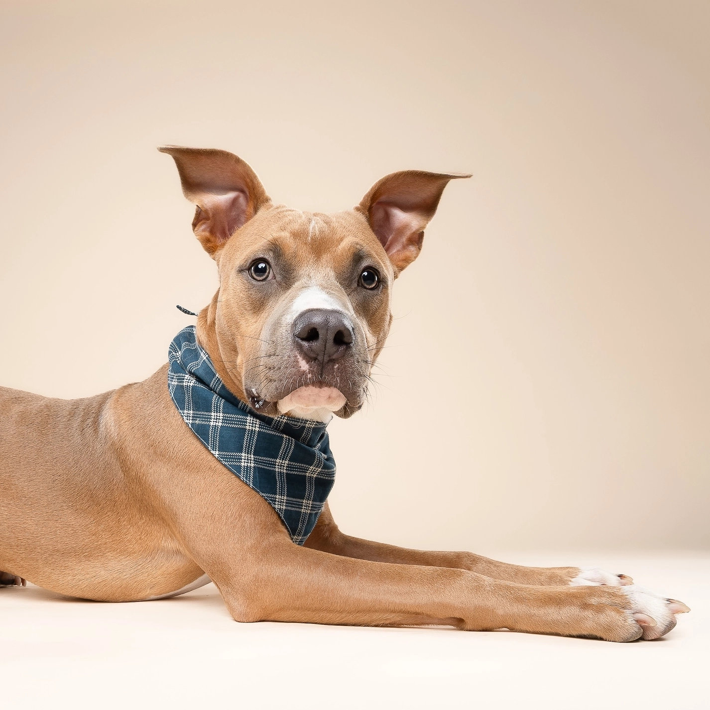 The Paws Hundehalstuch SLATE S