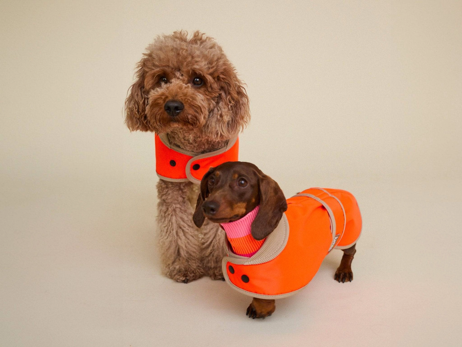 lumiies® Regenmantel THE GLOW RAINCOAT MINI-FIT Neon Tangerine Tiger für kleine Hunderassen & Dackel