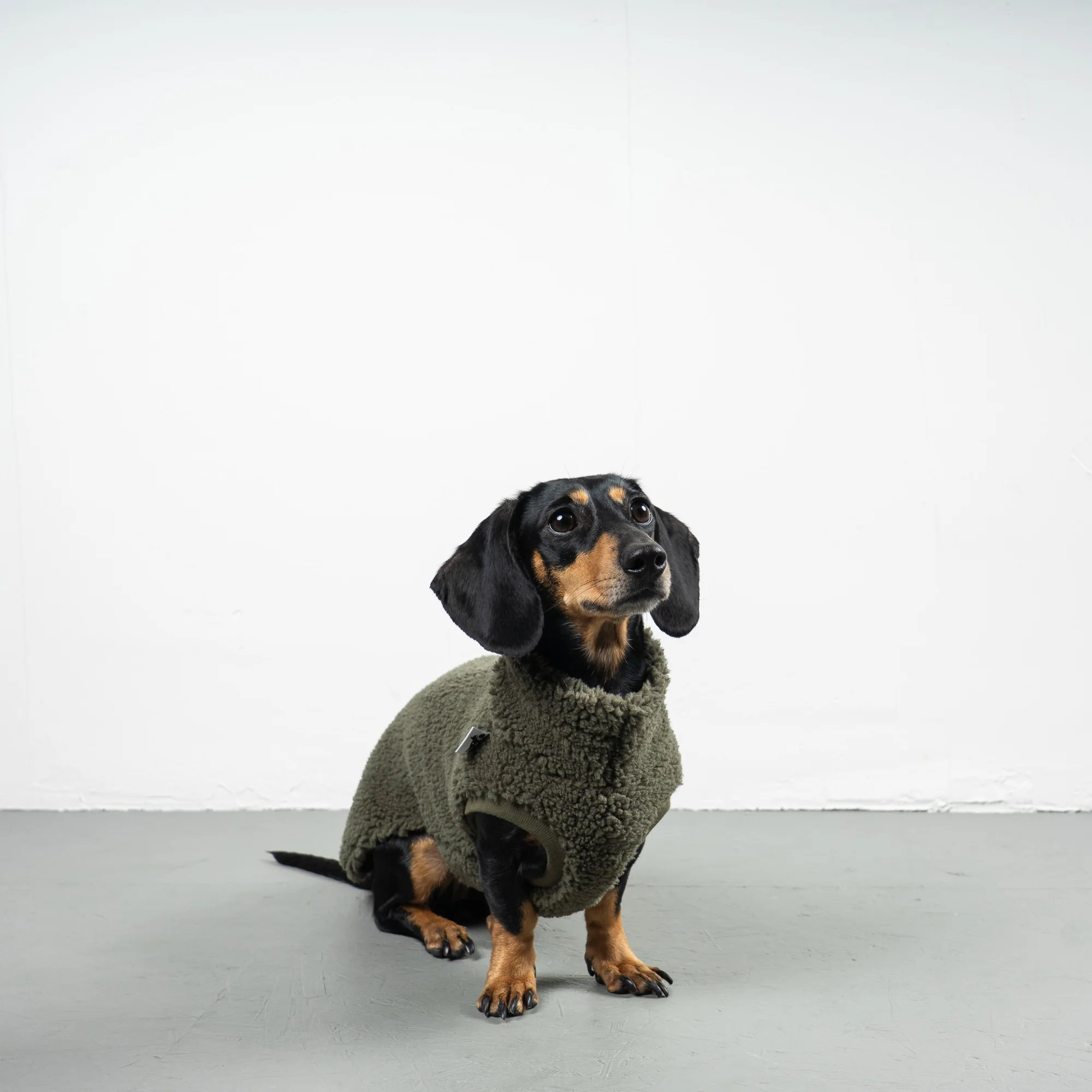 Karma Hund TEDDY SHIRT Dackel Olivgrün