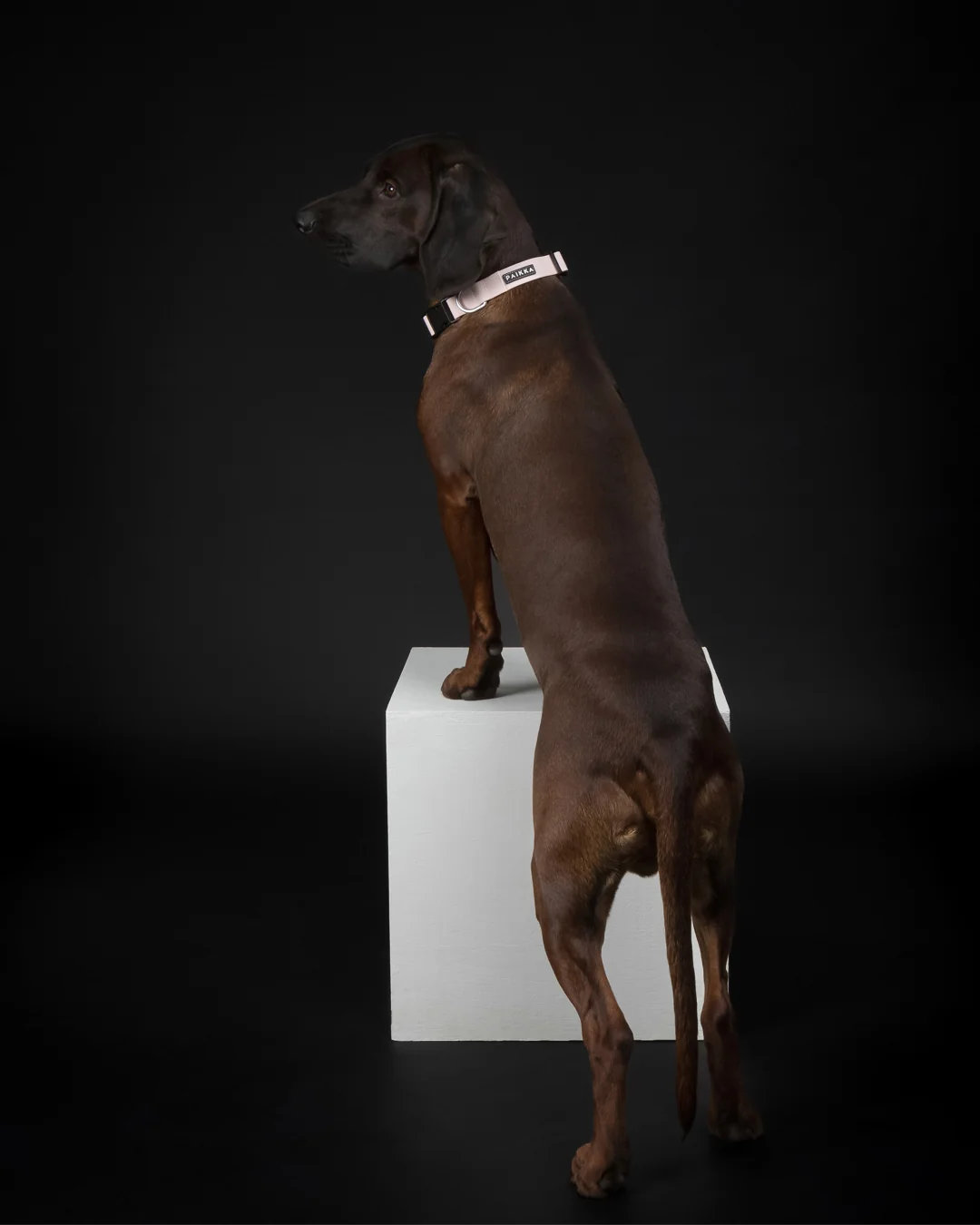 PAIKKA Glow Hundehalsband Rosa – nachleuchtend 1,5x23-30cm