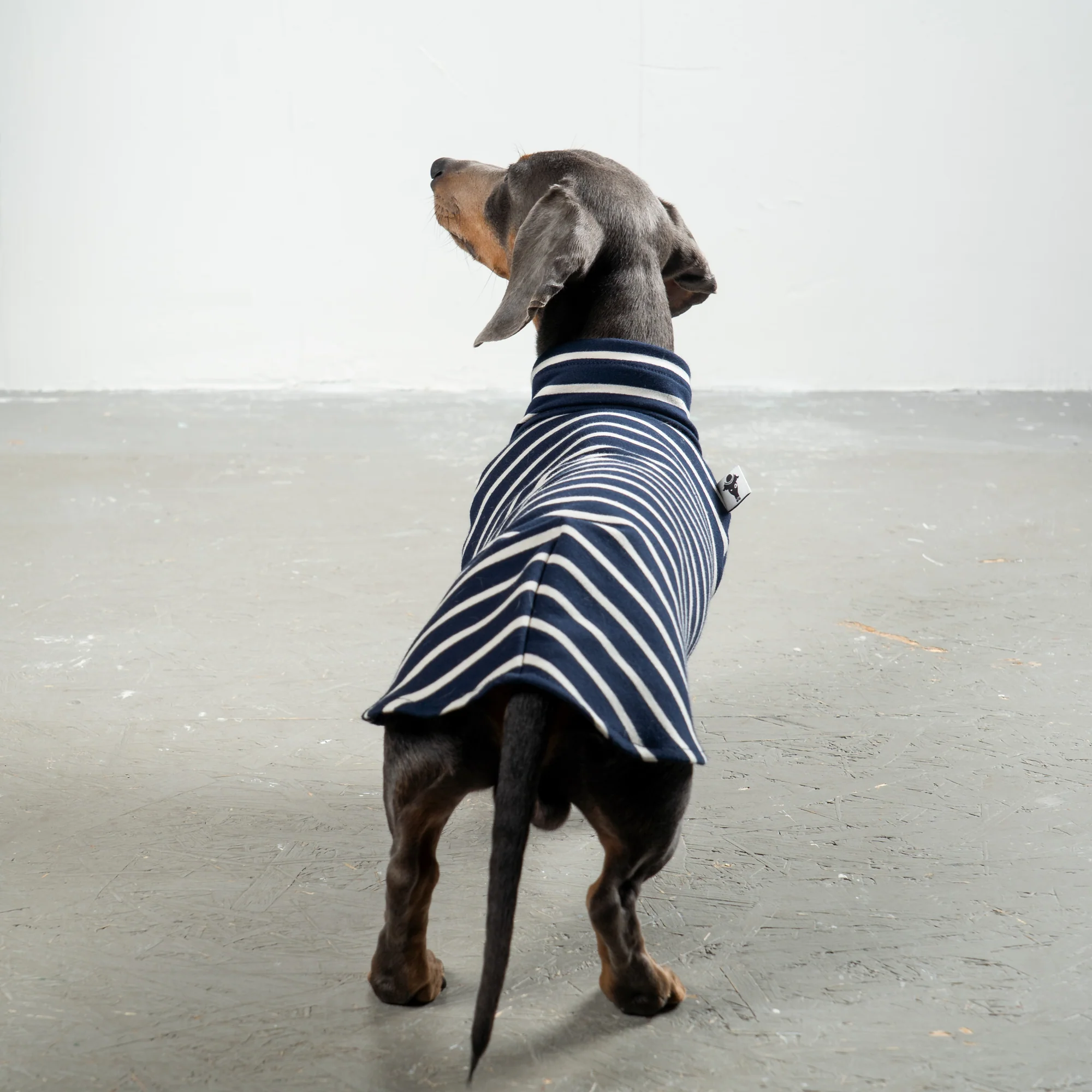 Karma Hund COTTON SHIRT Dackel Dunkelblau gestreift