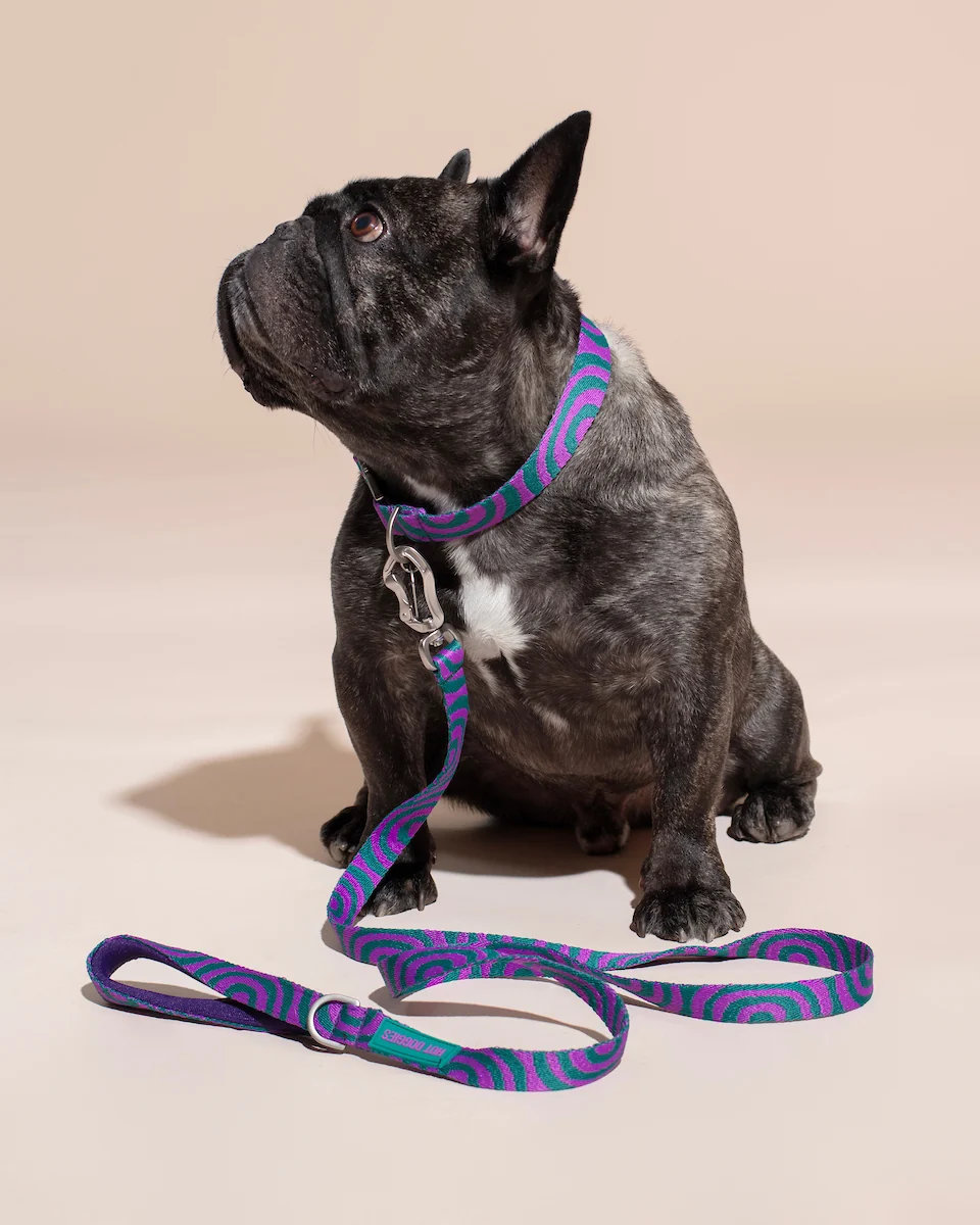 HOT DOGGIES® Halsband LOLA GROOVE Gr. XS