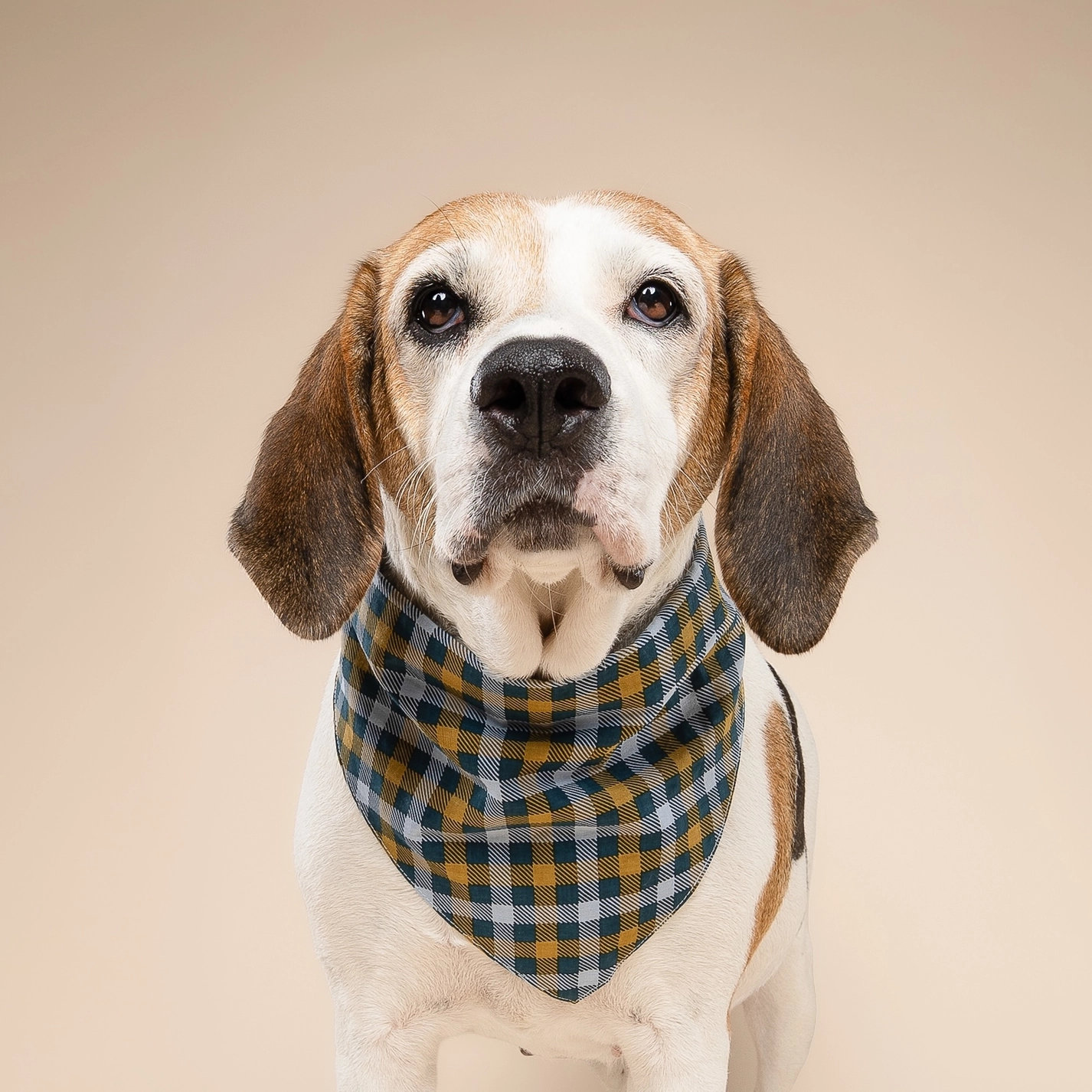 The Paws Hundehalstuch MAPLE S