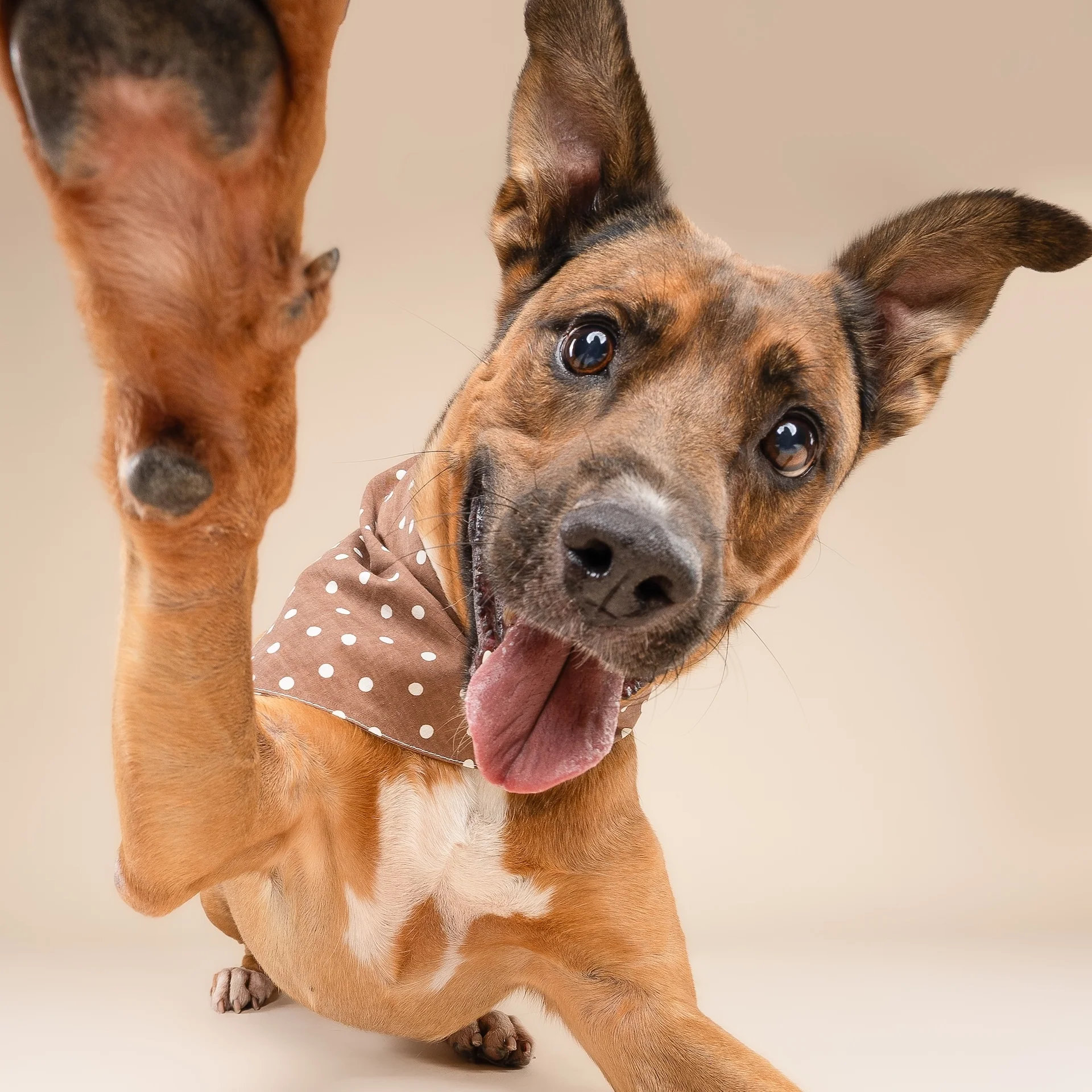 Hundehalstuch CHOCOLATE S