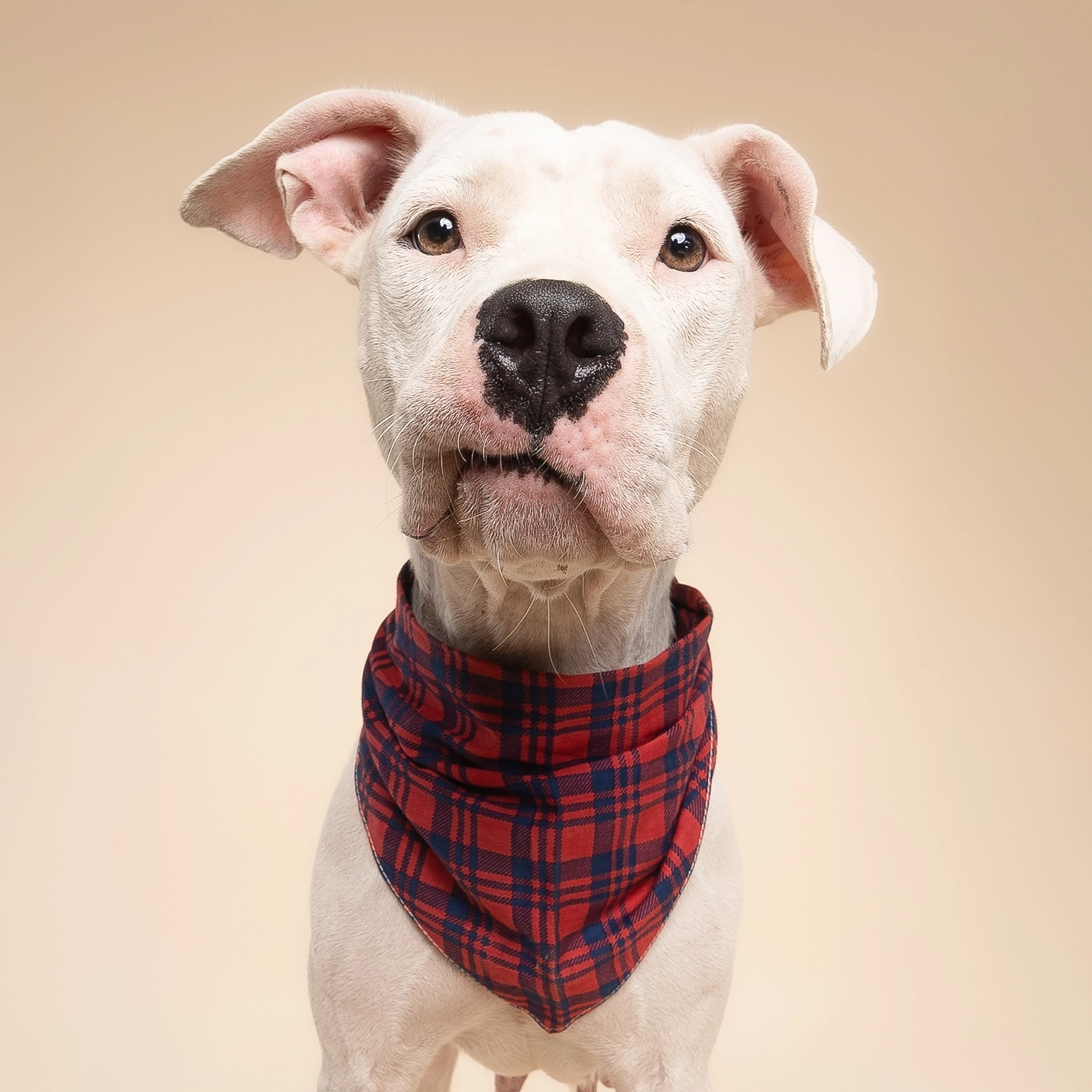Hundehalstuch CABIN PLAID